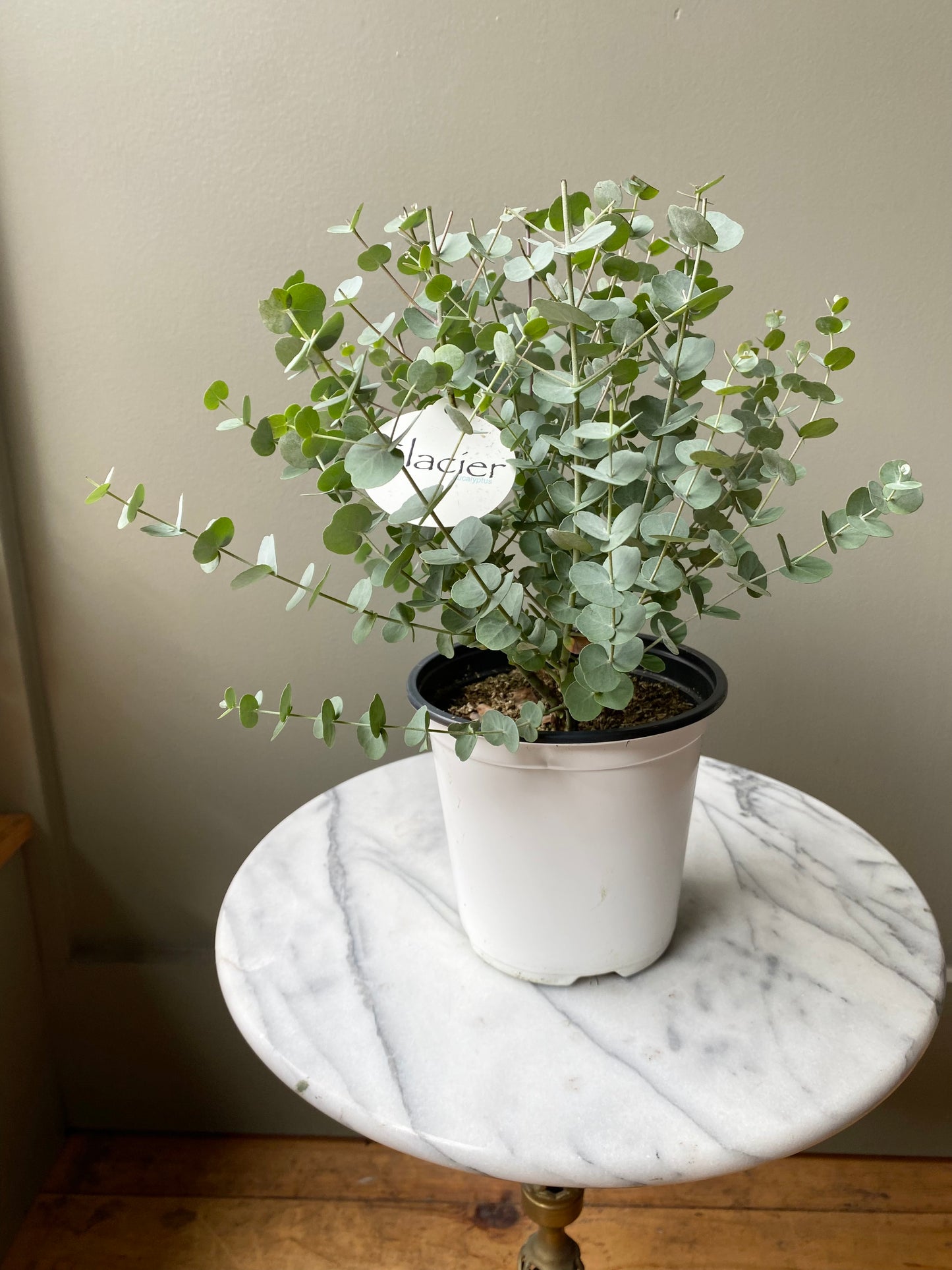 Eucalyptus Plant