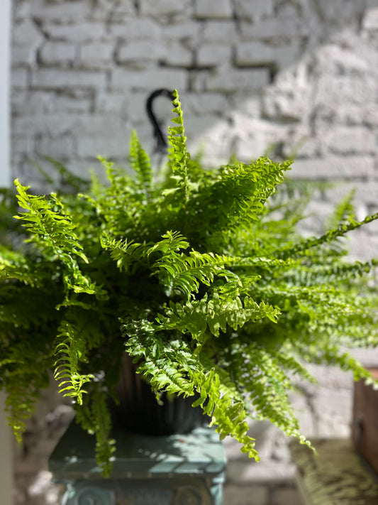 Boston Fern-10 inch pot