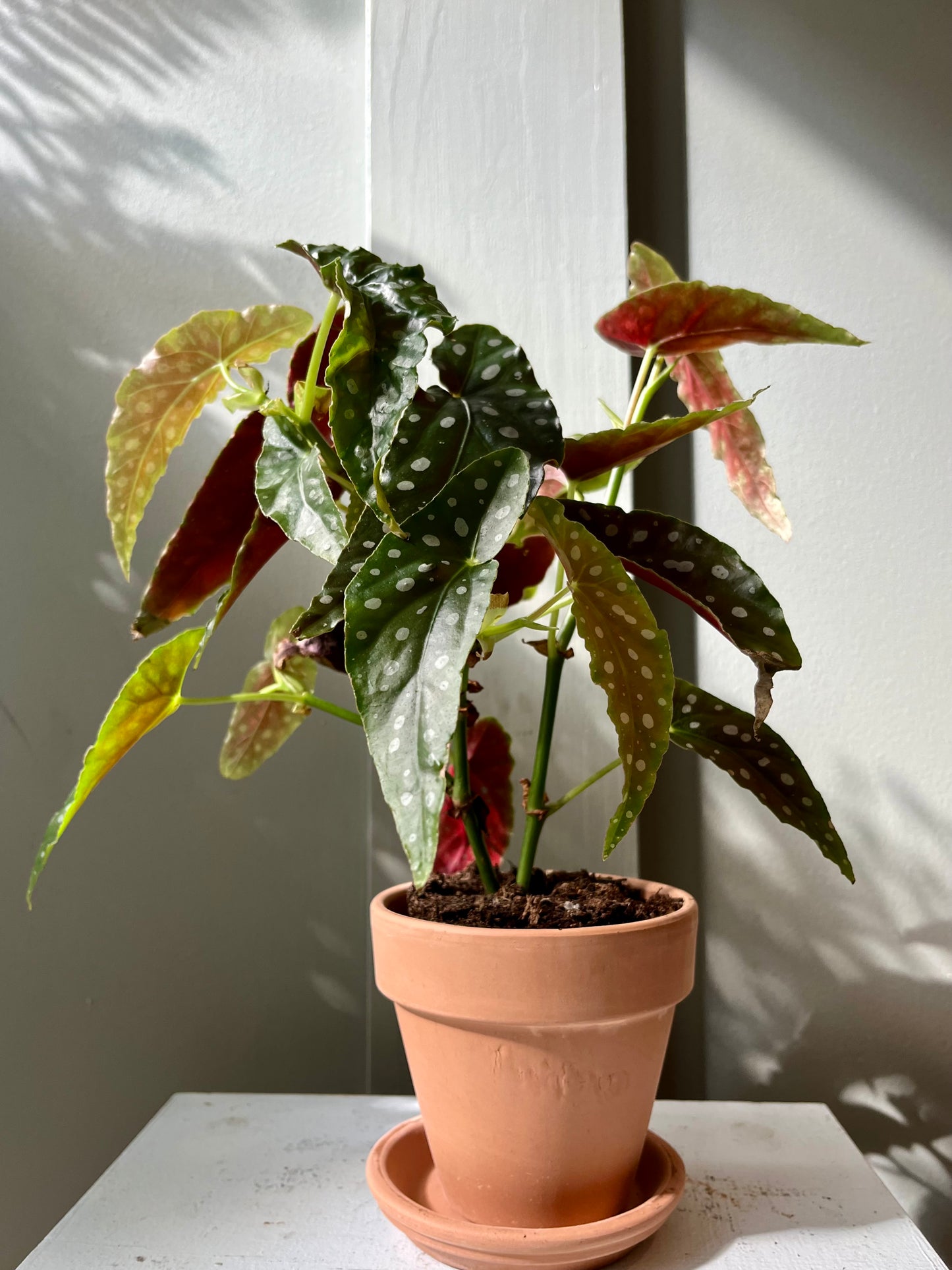 Begonia