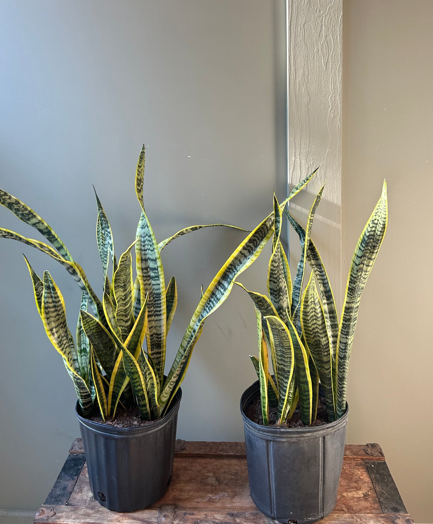 Large Snake Plant