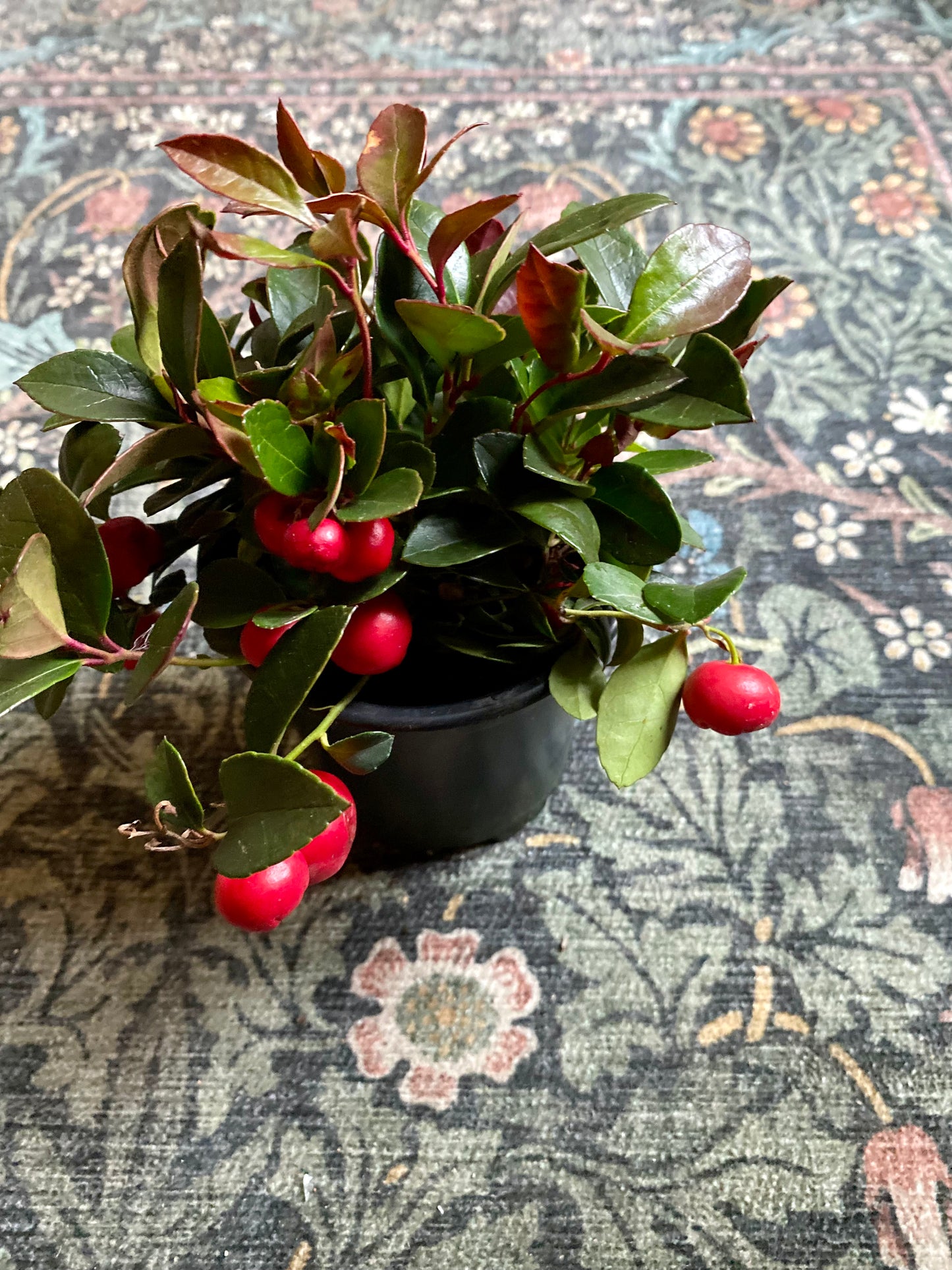Winter Berry Plant