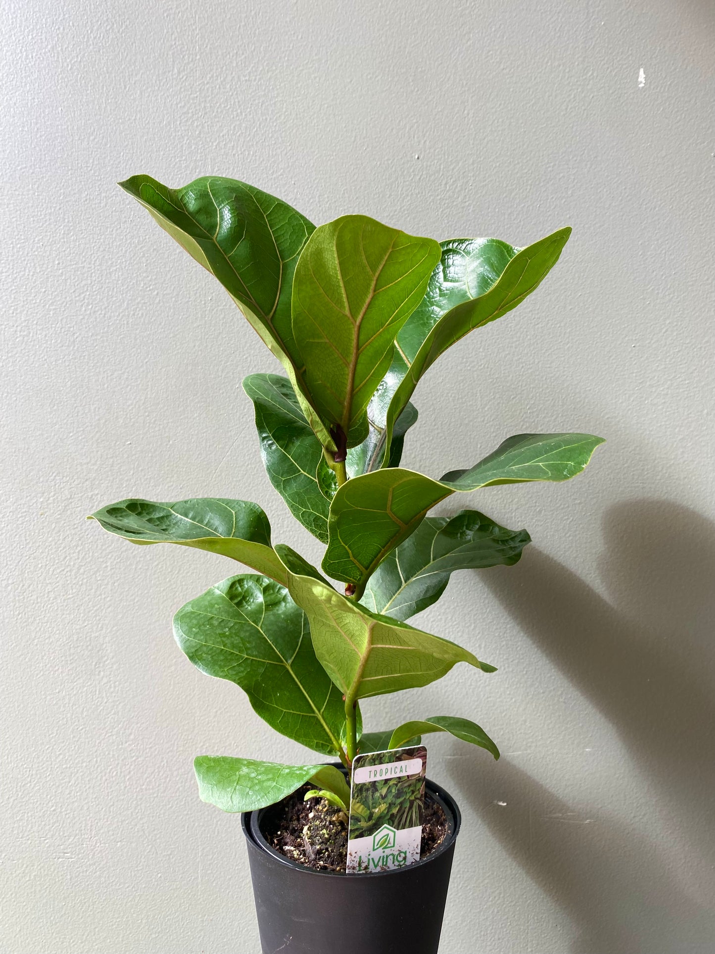 Mini Fiddle Leaf Figs