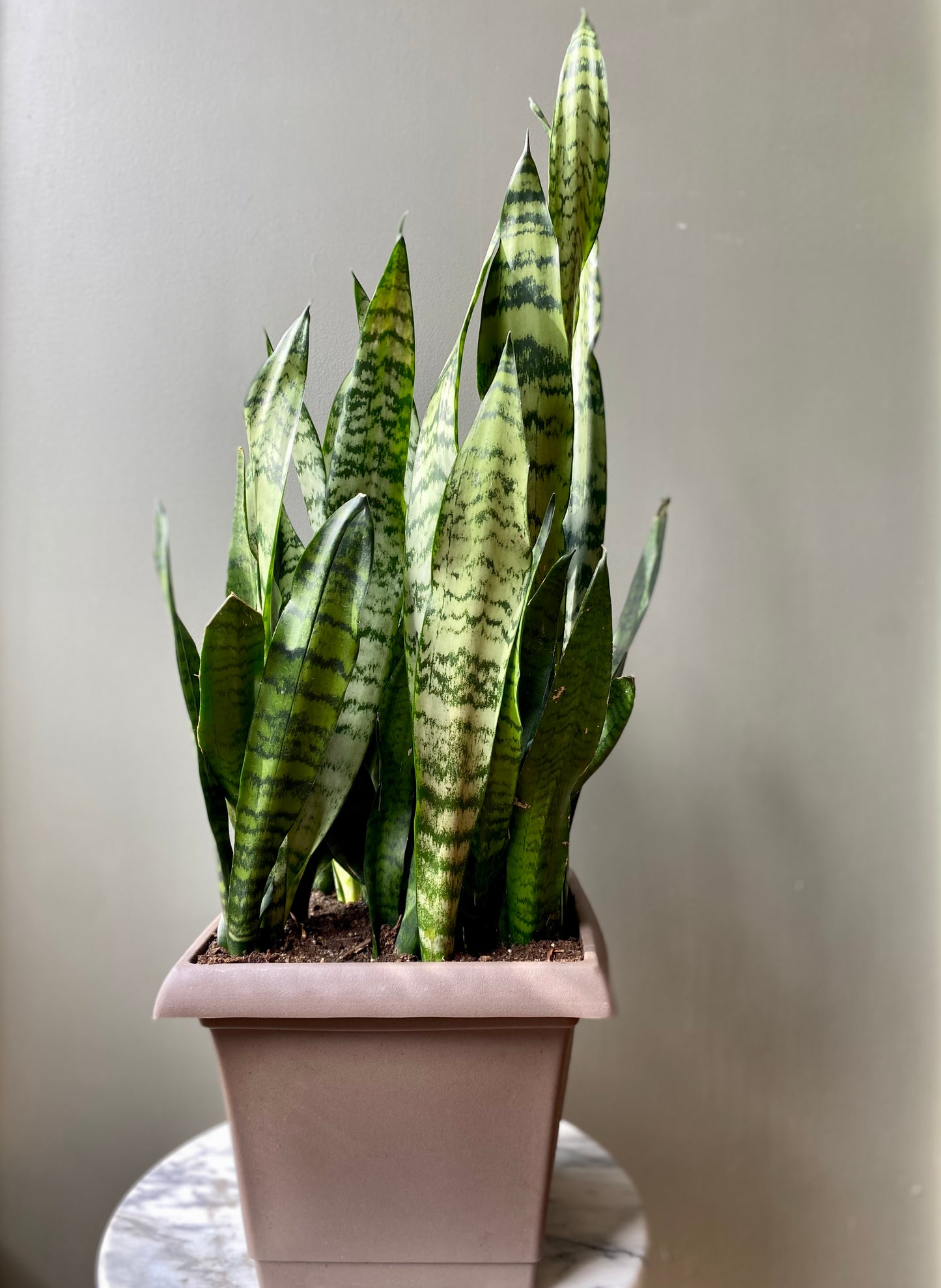 Large Snake Plant