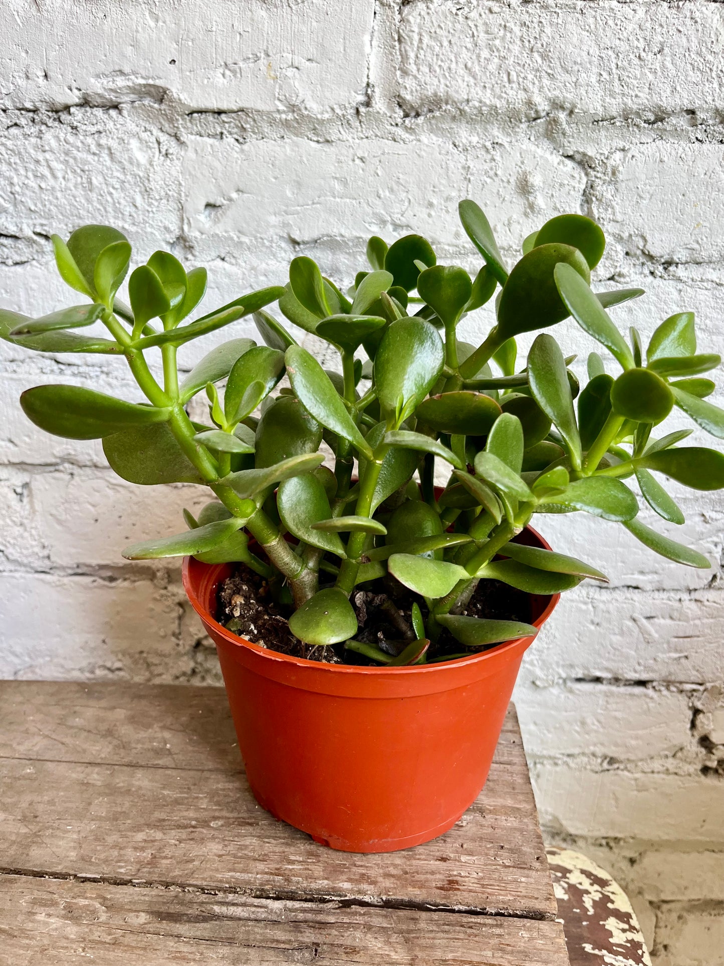 Jade Plant