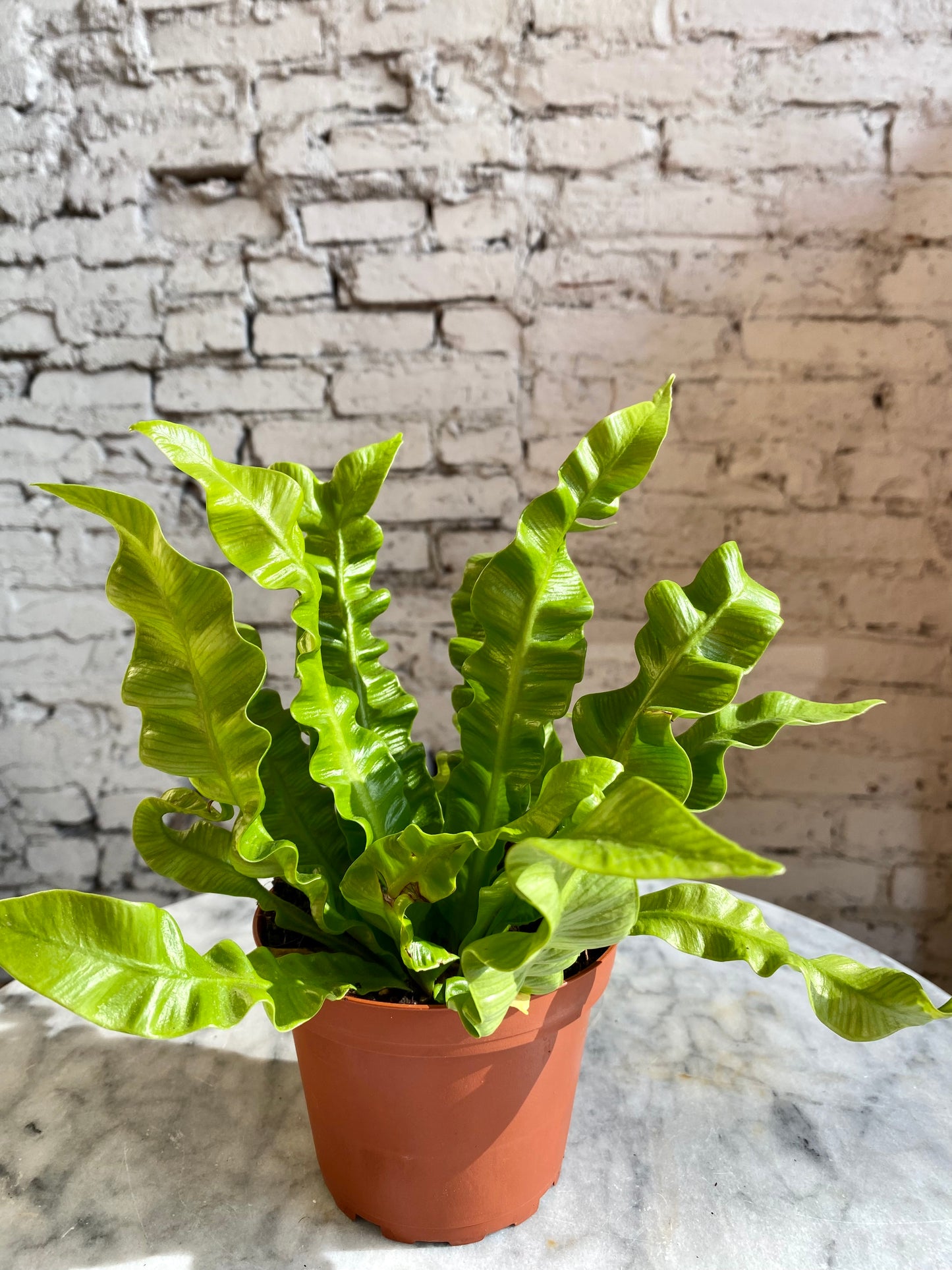 Crispy Wave Fern