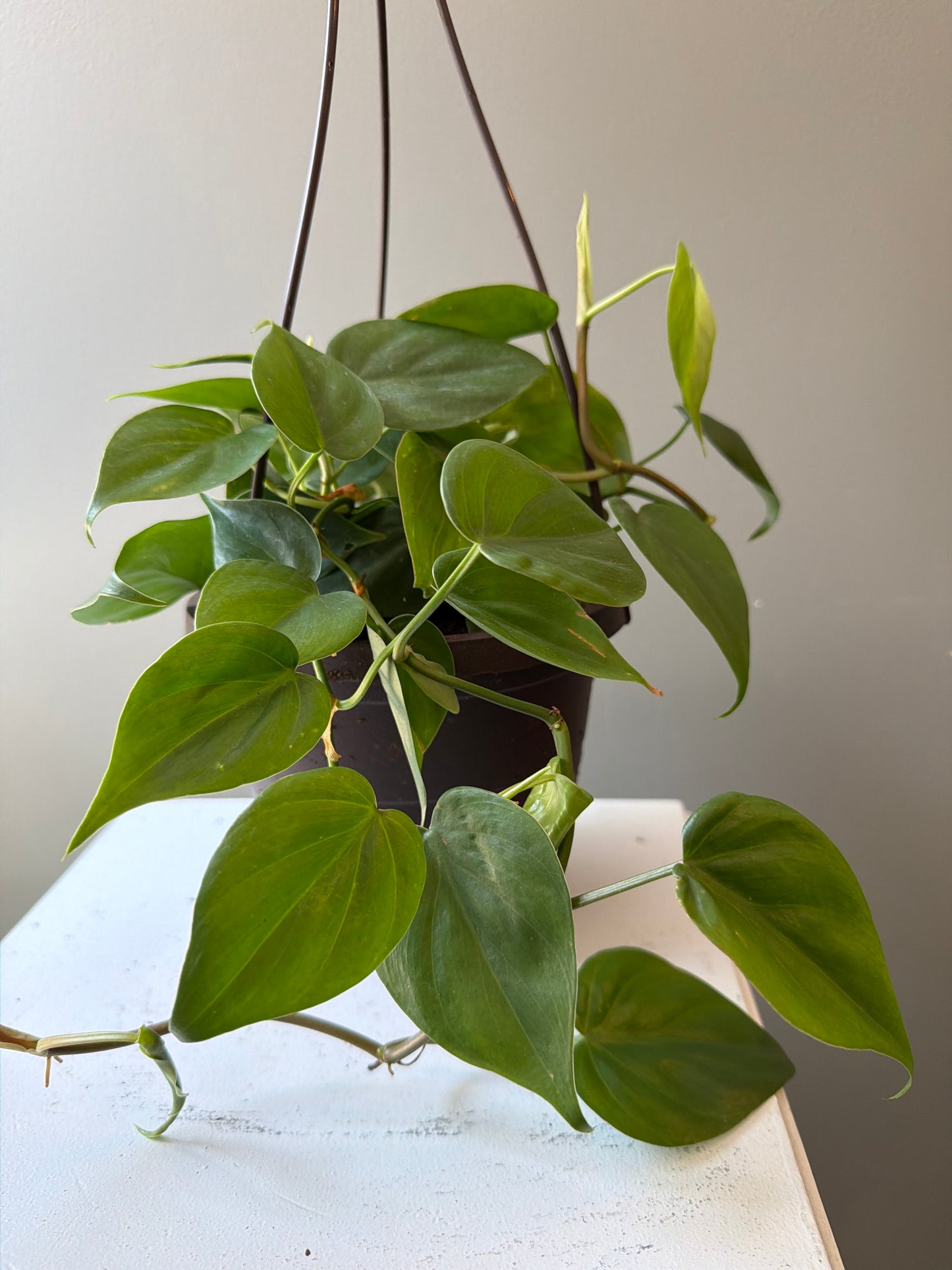 Heartleaf Philodendron