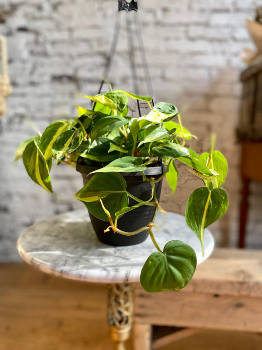 Philodendron Brazil