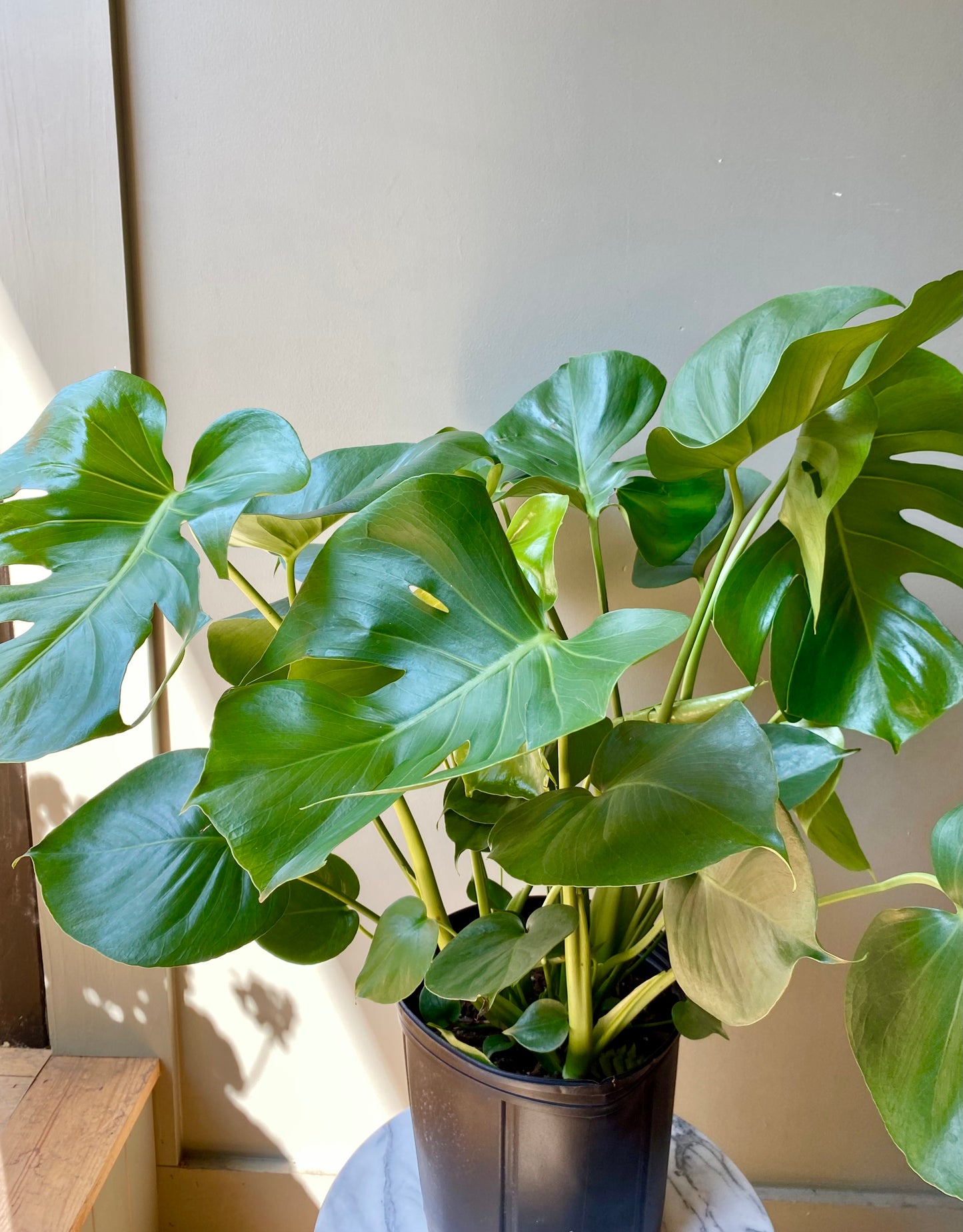 Monstera
