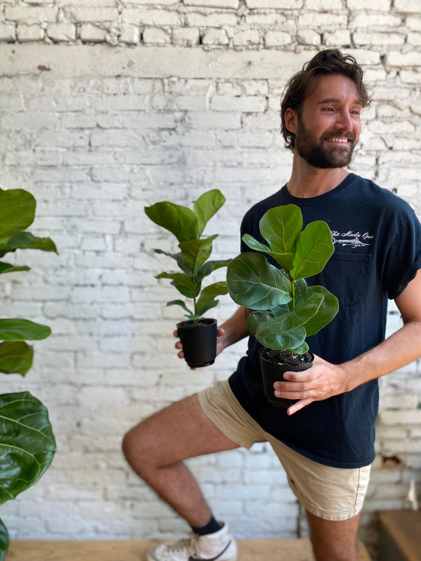 Mini Fiddle Leaf Figs