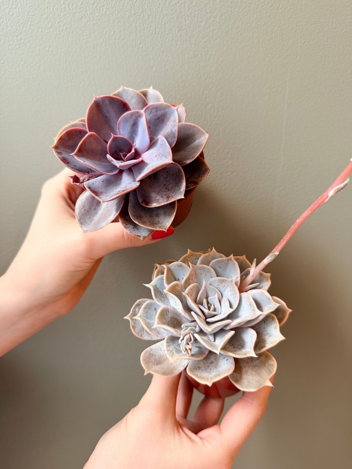 Echeveria Succulent