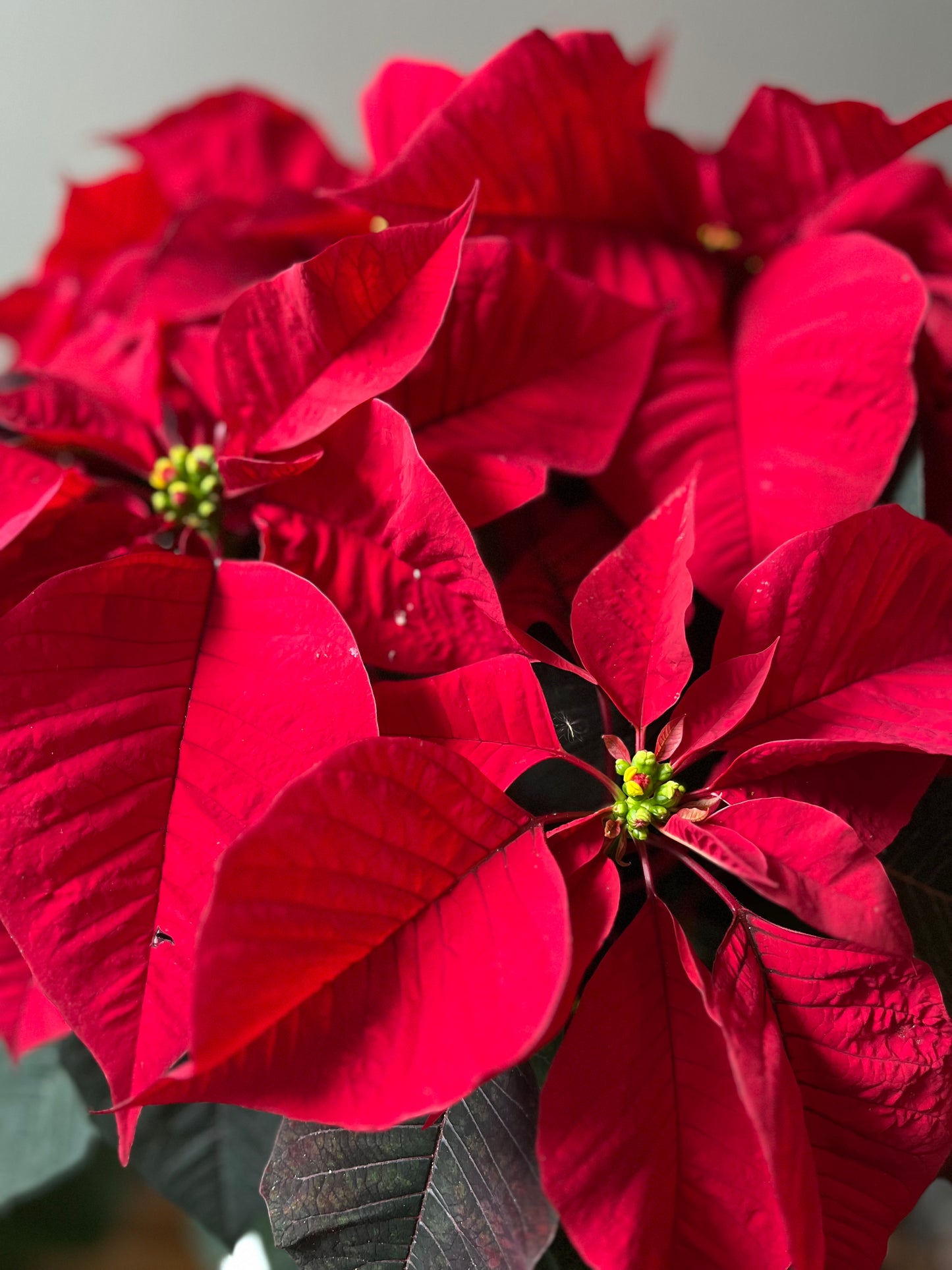 Large Poinsettia