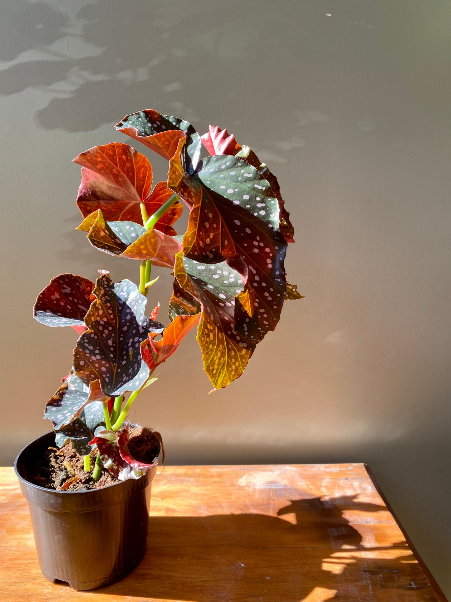 Begonia Cracklin Rosie
