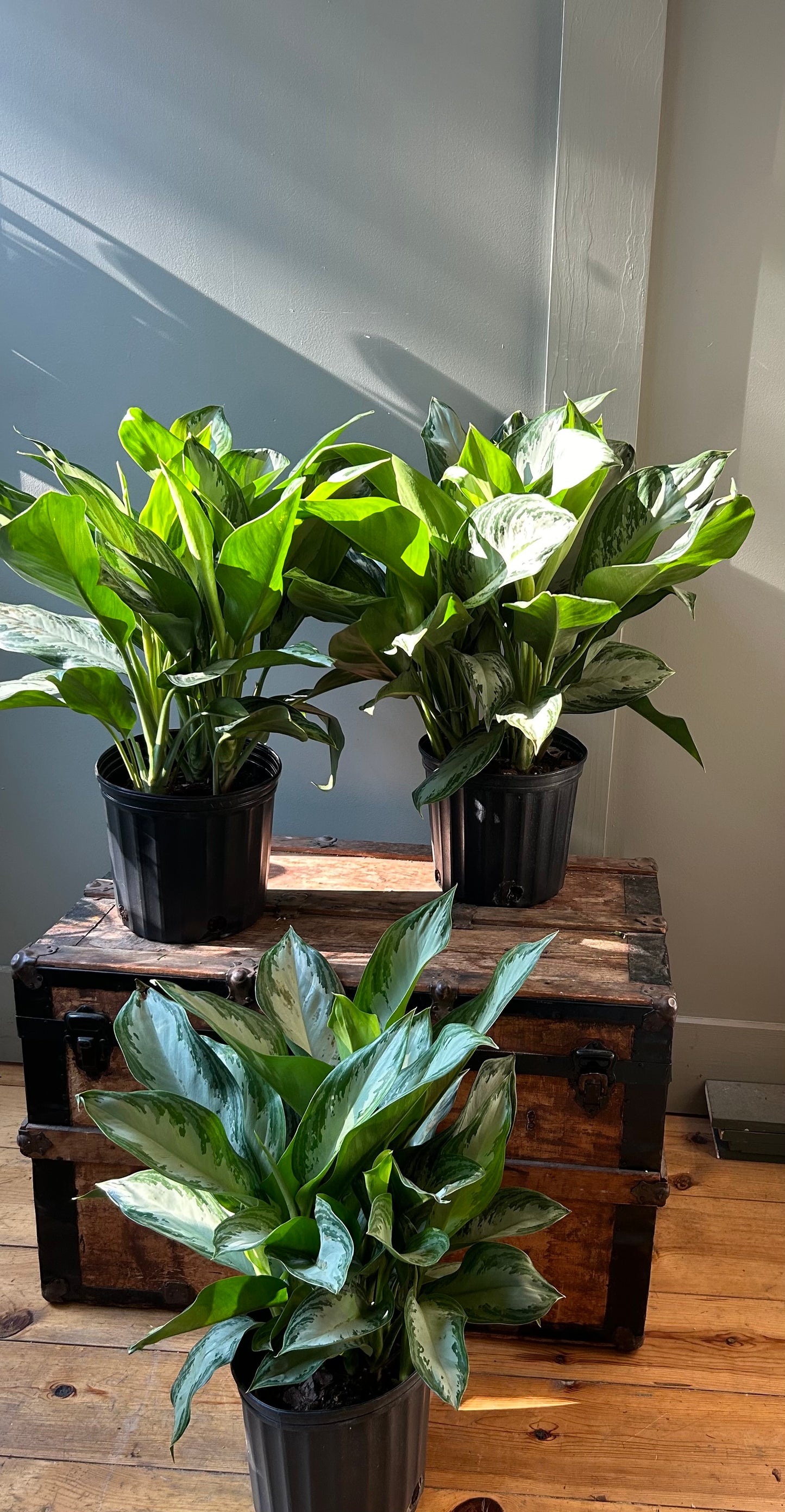 Aglaonema Emerald Beauty