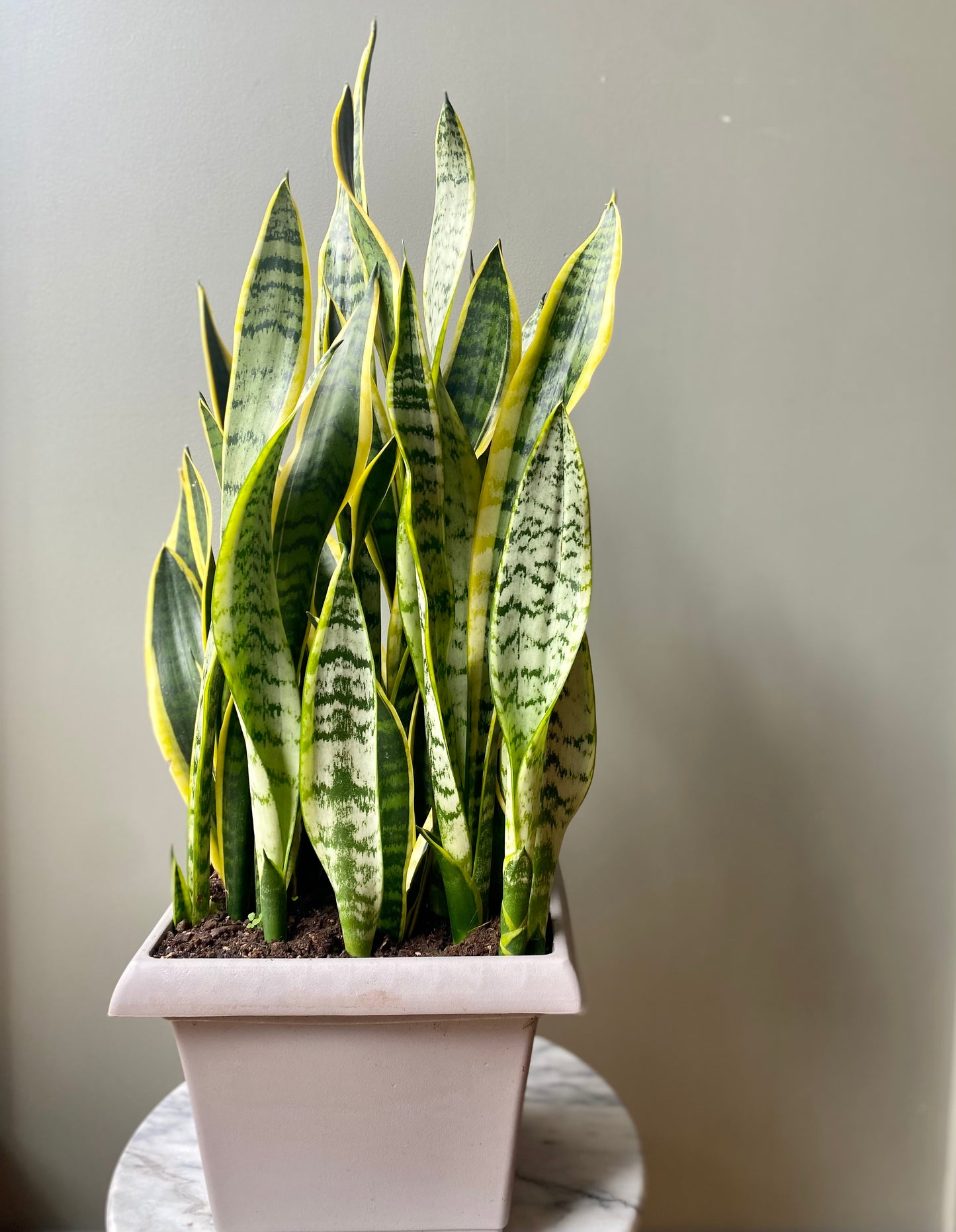 Large Snake Plant