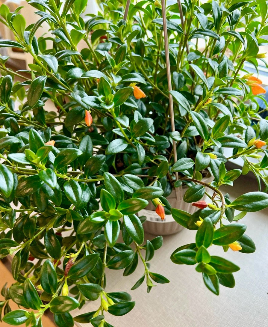 Goldfish Plant