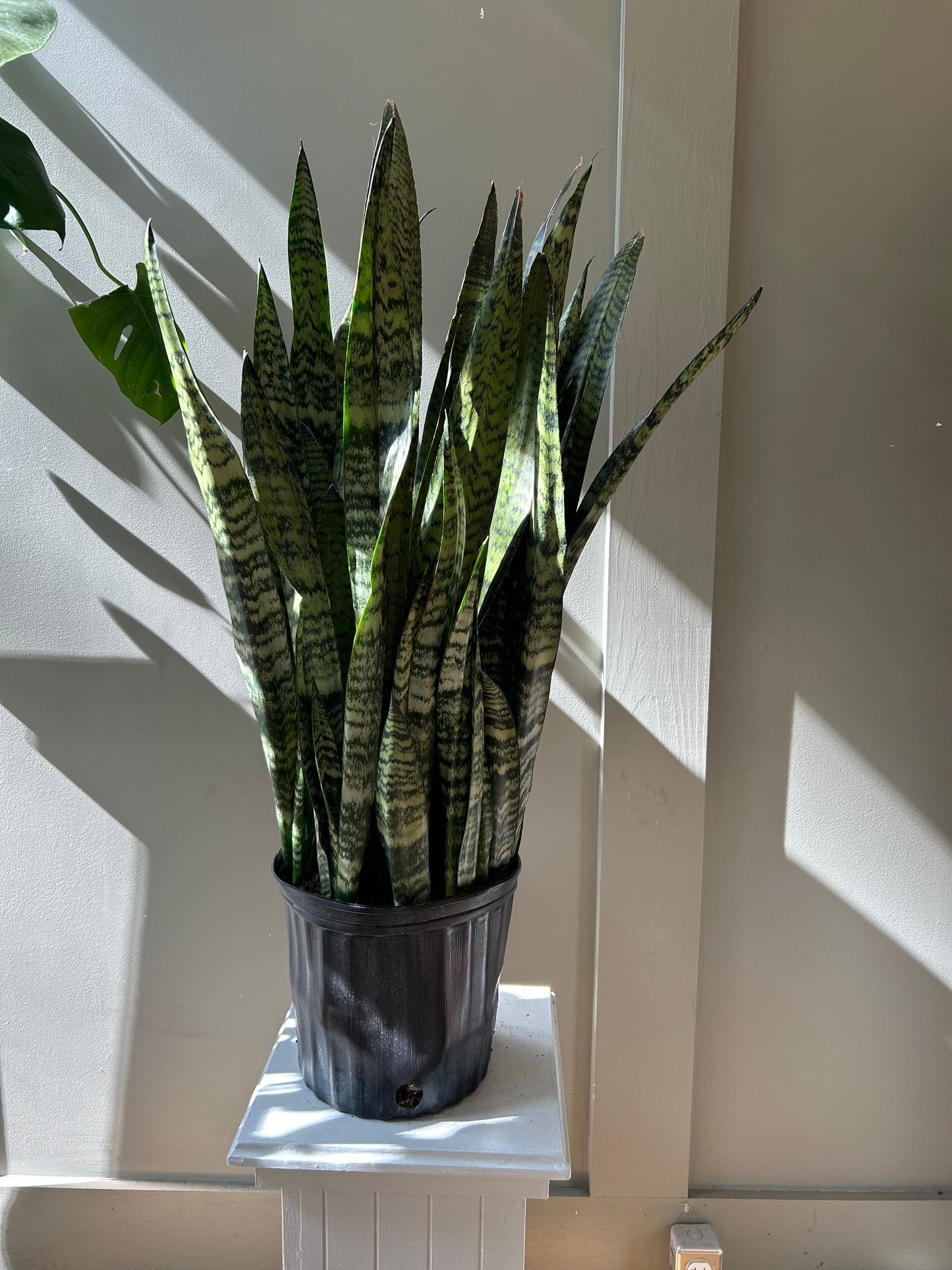 Sansevieria Black Coral