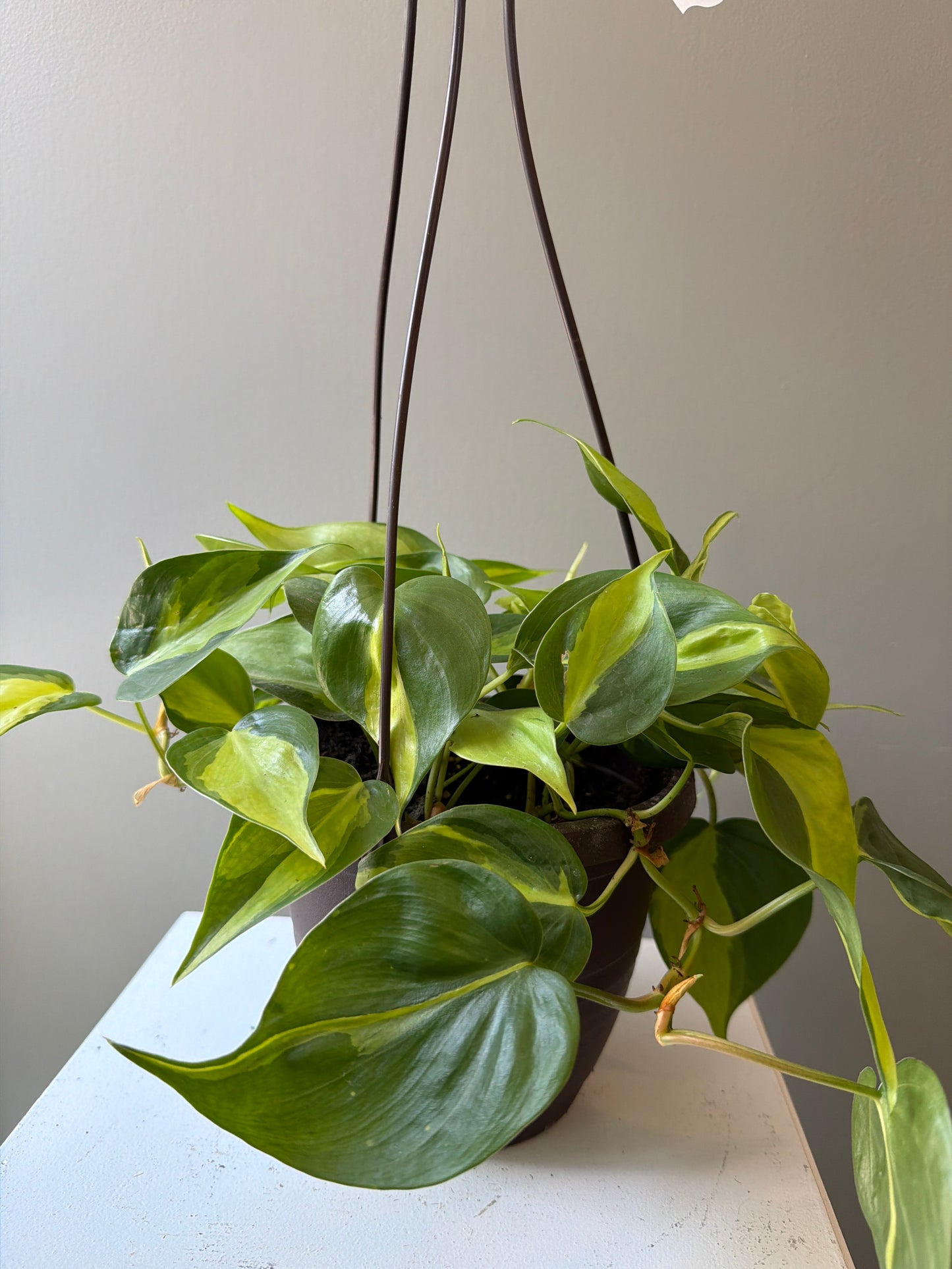 Philodendron Brasil