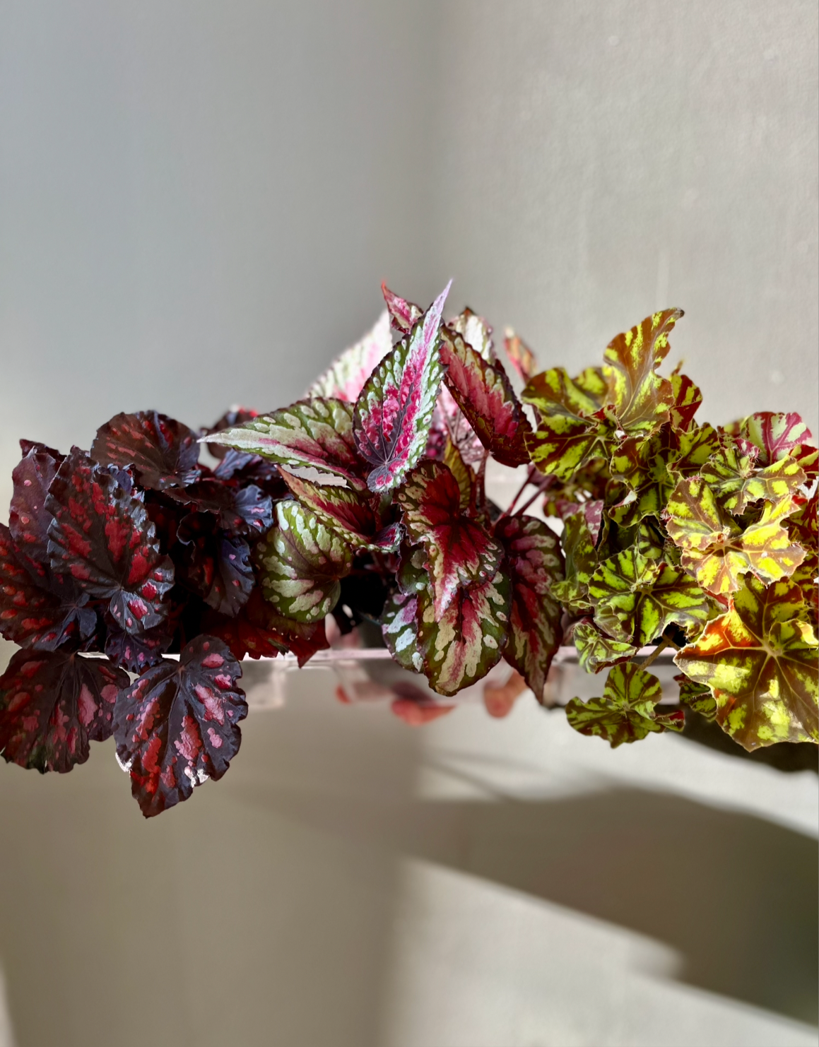 Assorted Rex Begonia