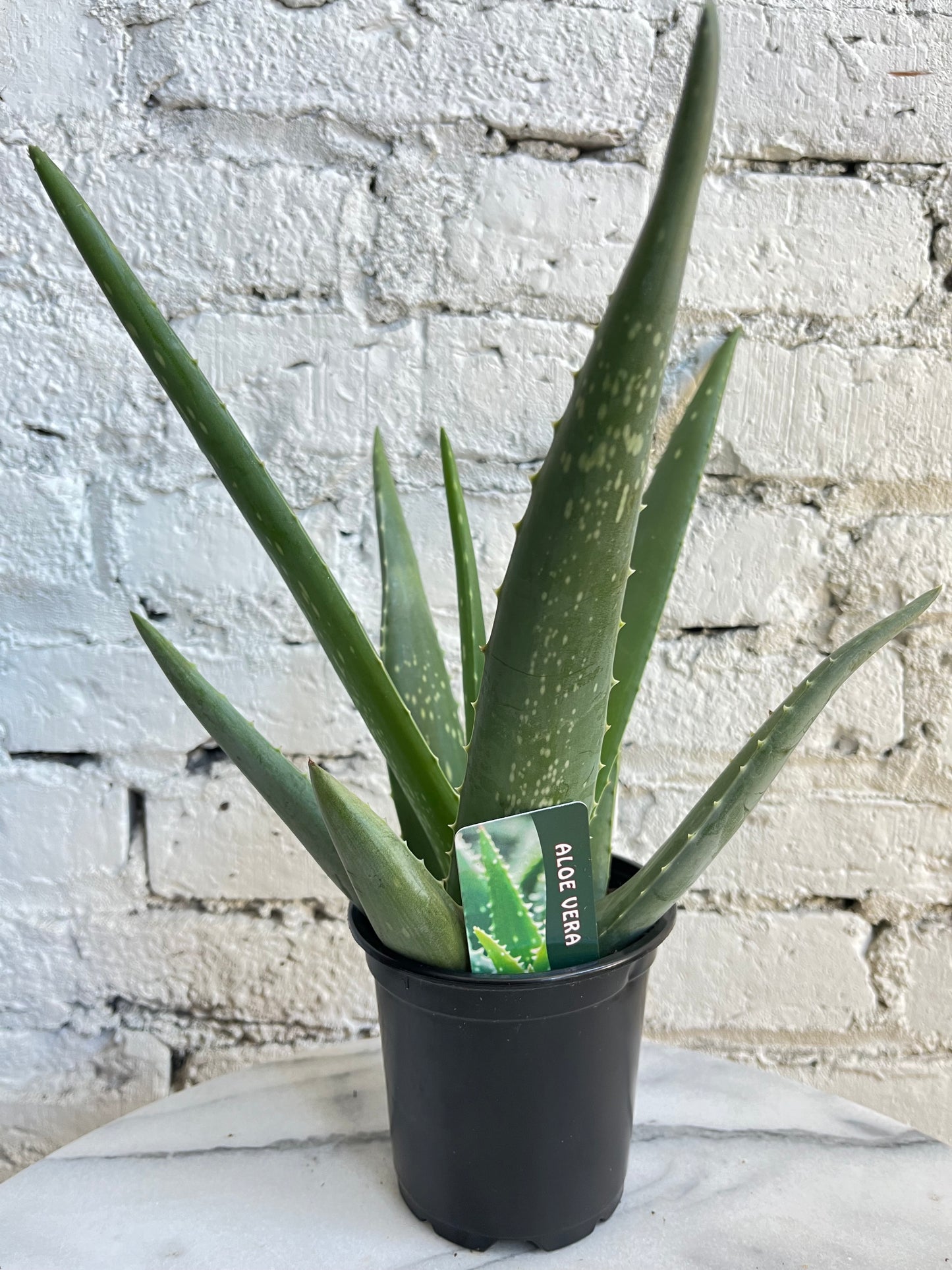 Aloe Vera