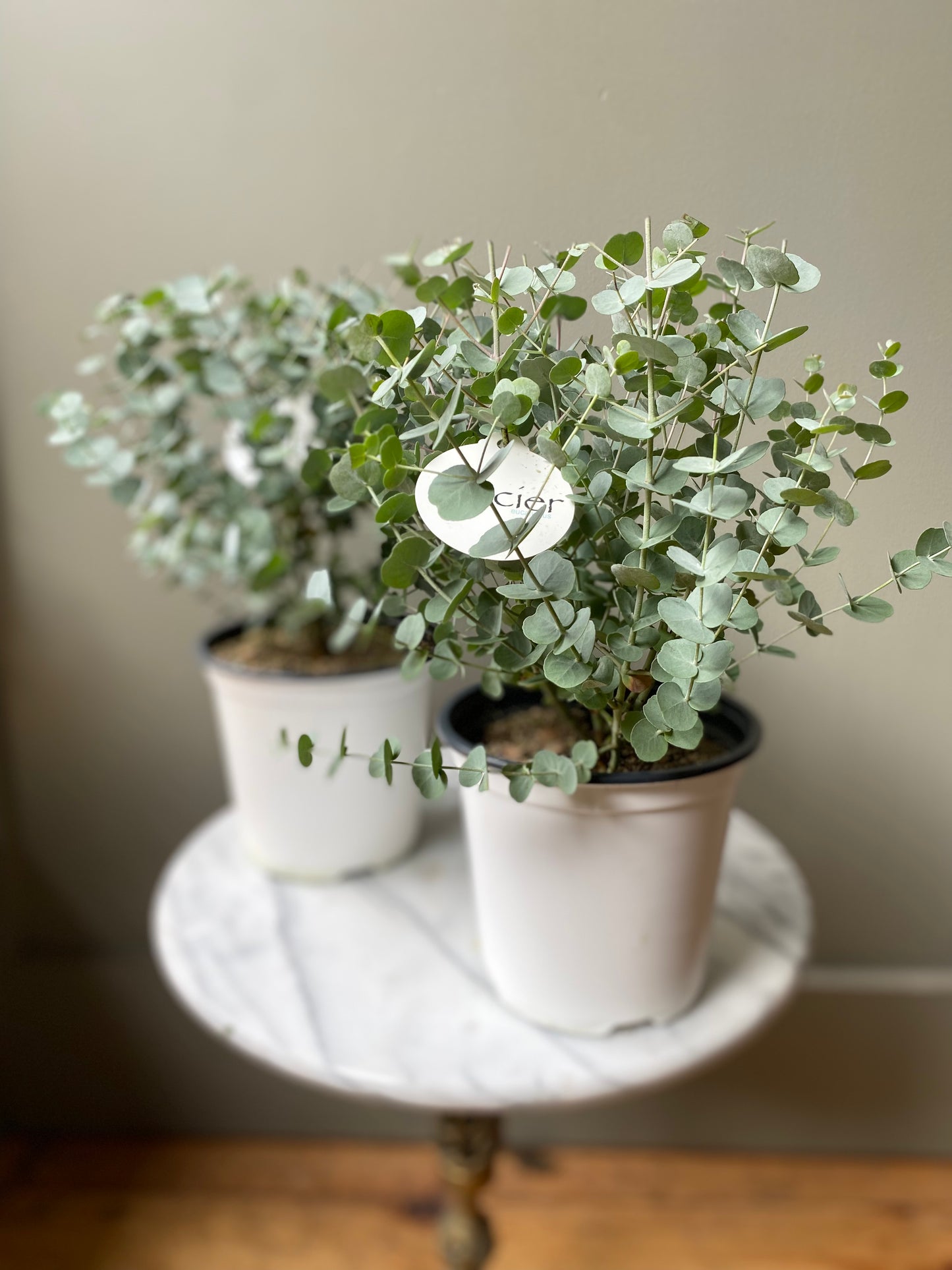 Eucalyptus Plant