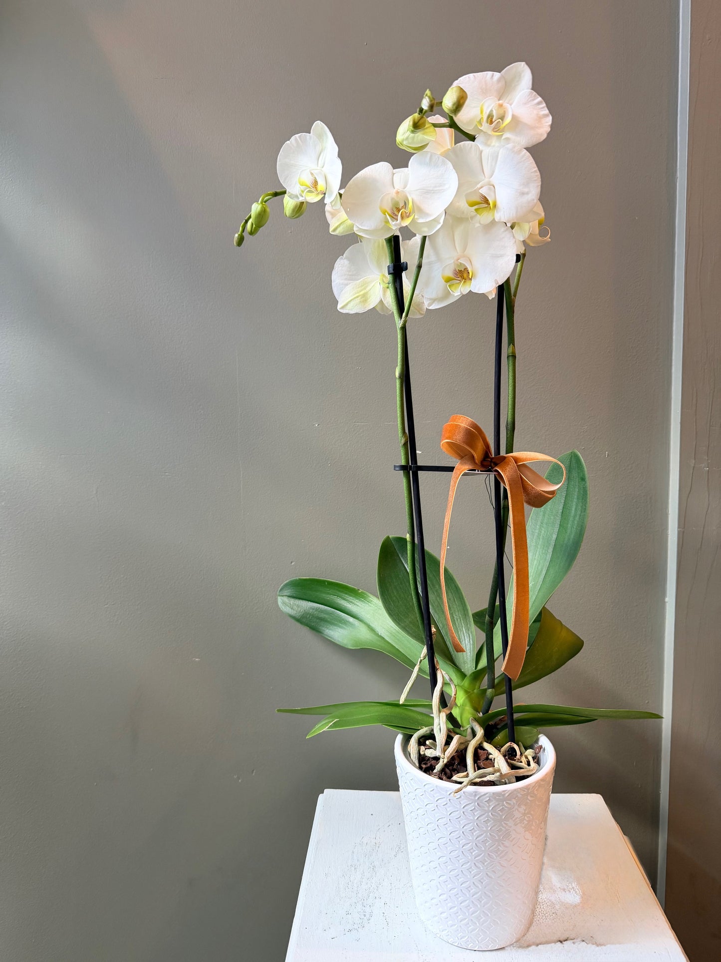White Orchid in Pot