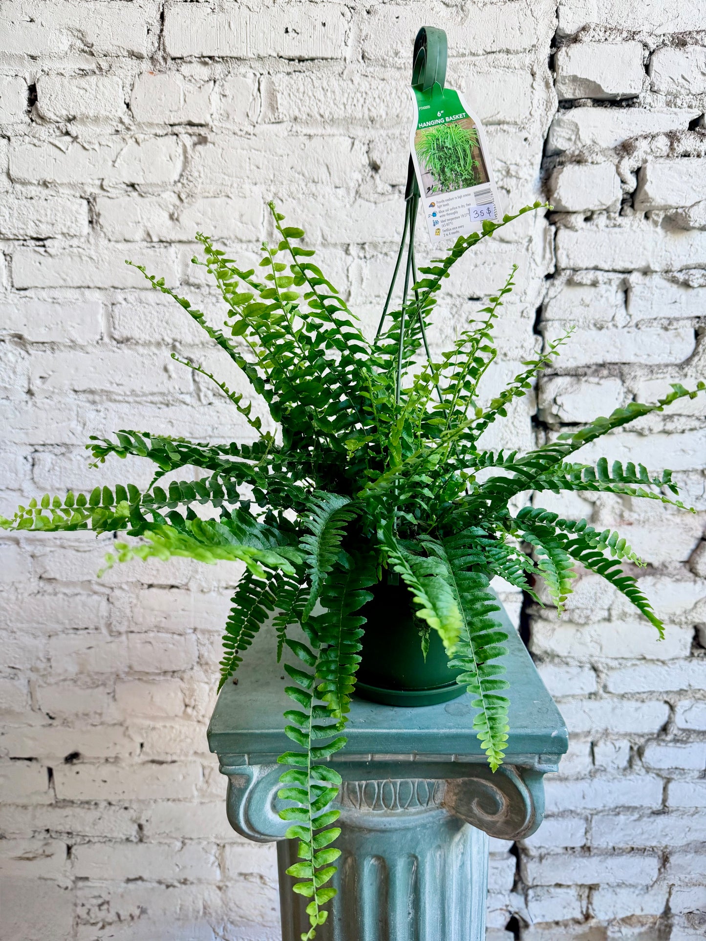 Hanging Fern