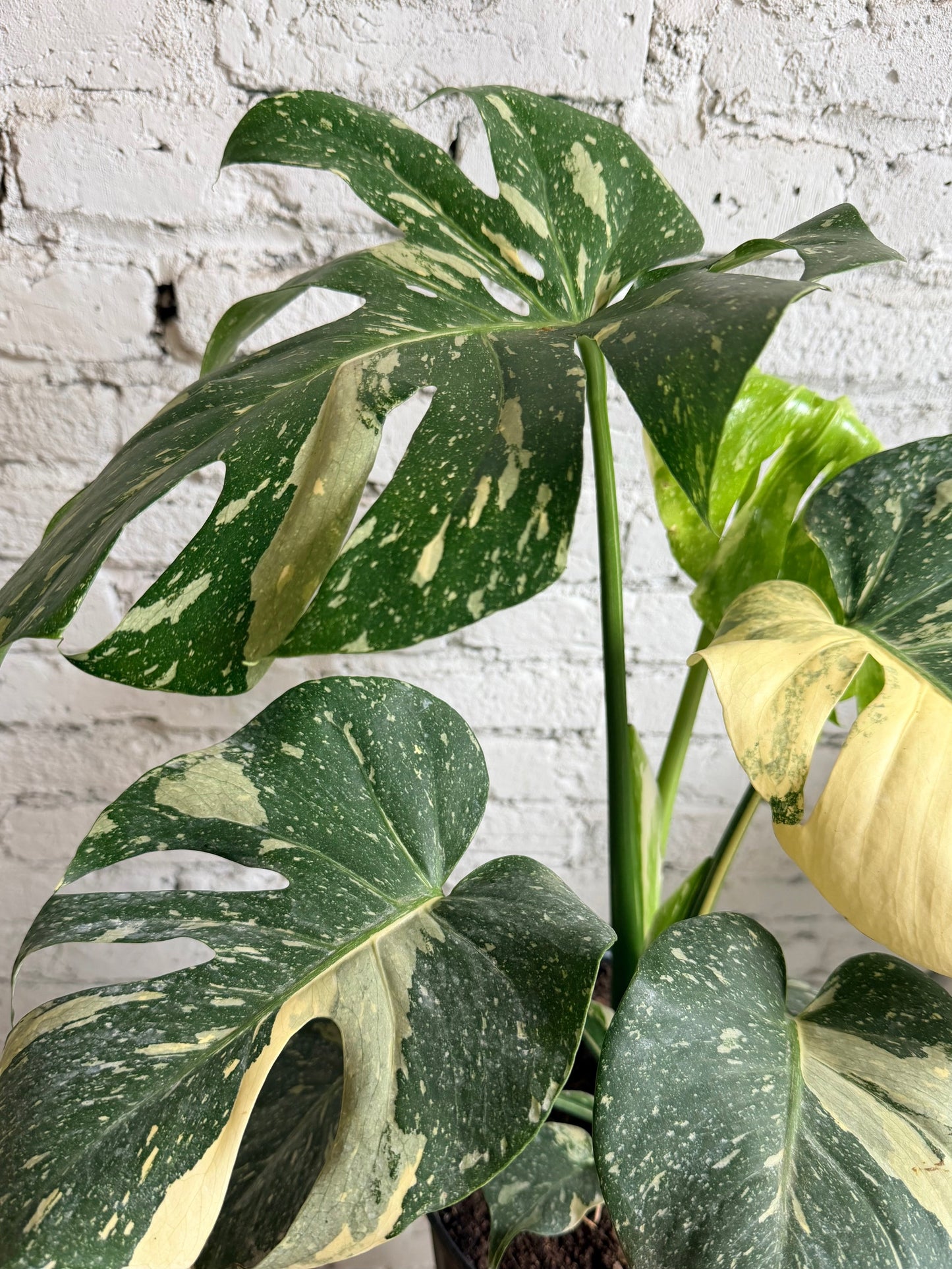 Thai Constellation Monstera