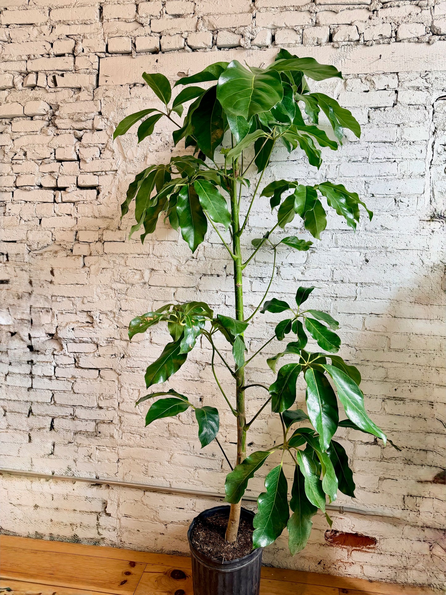Schefflera Plant