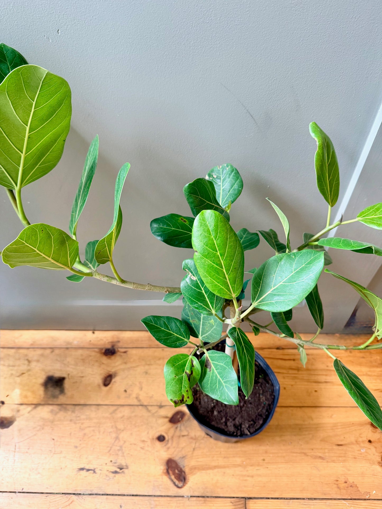 Ficus Audrey