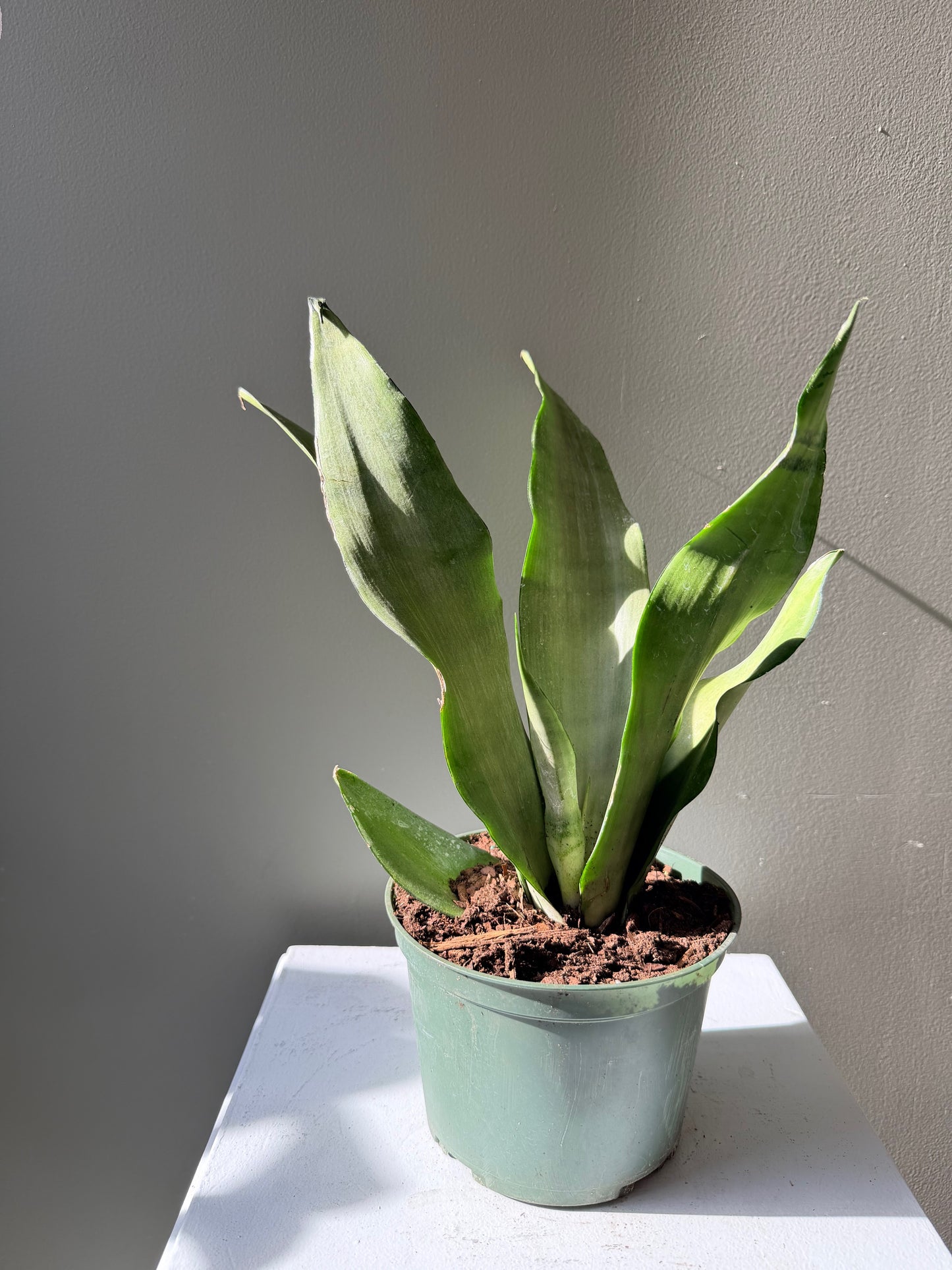 Moonshine Snake Plant
