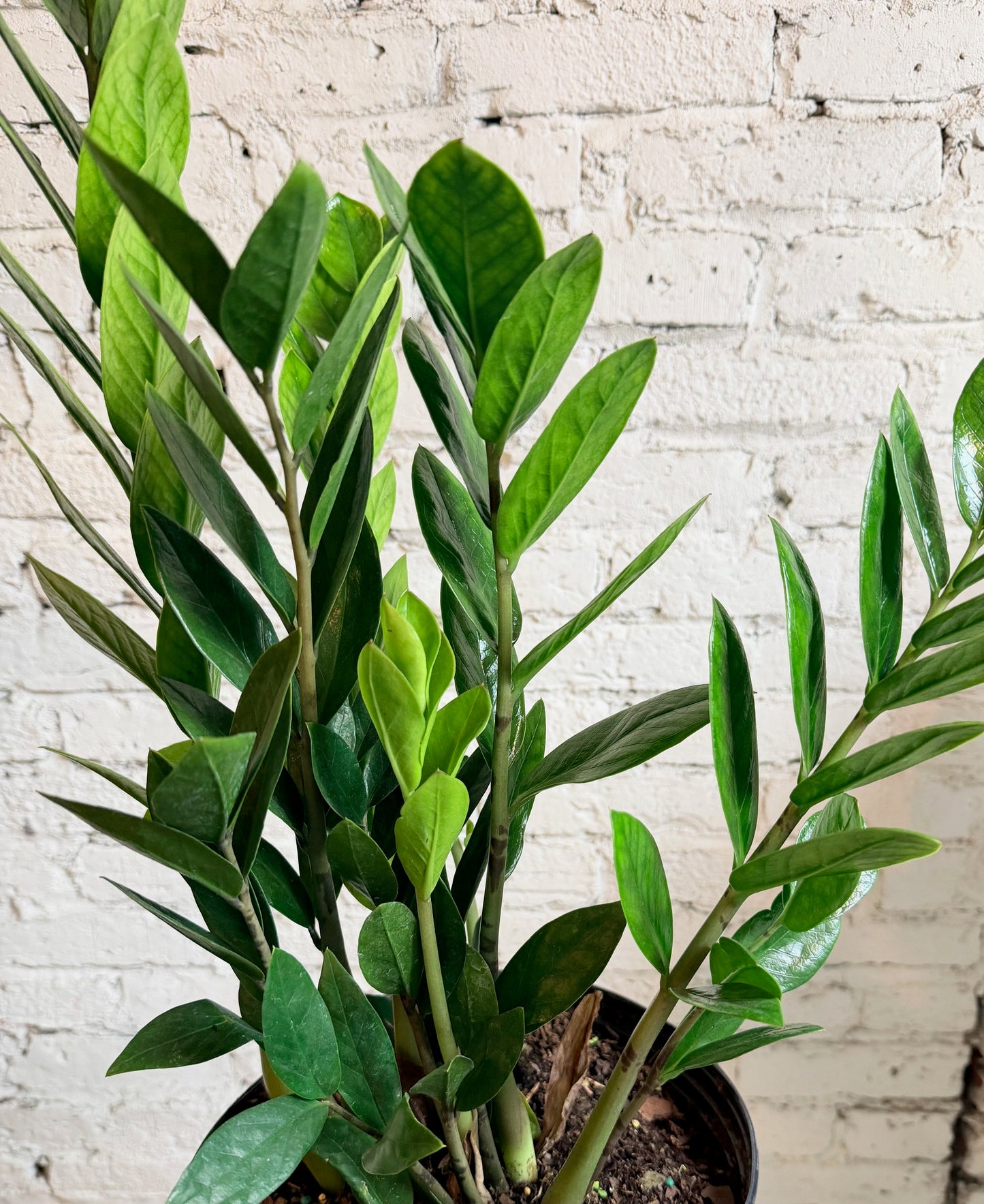 Zamioculas Zamifolia(aka ZZ) Plant