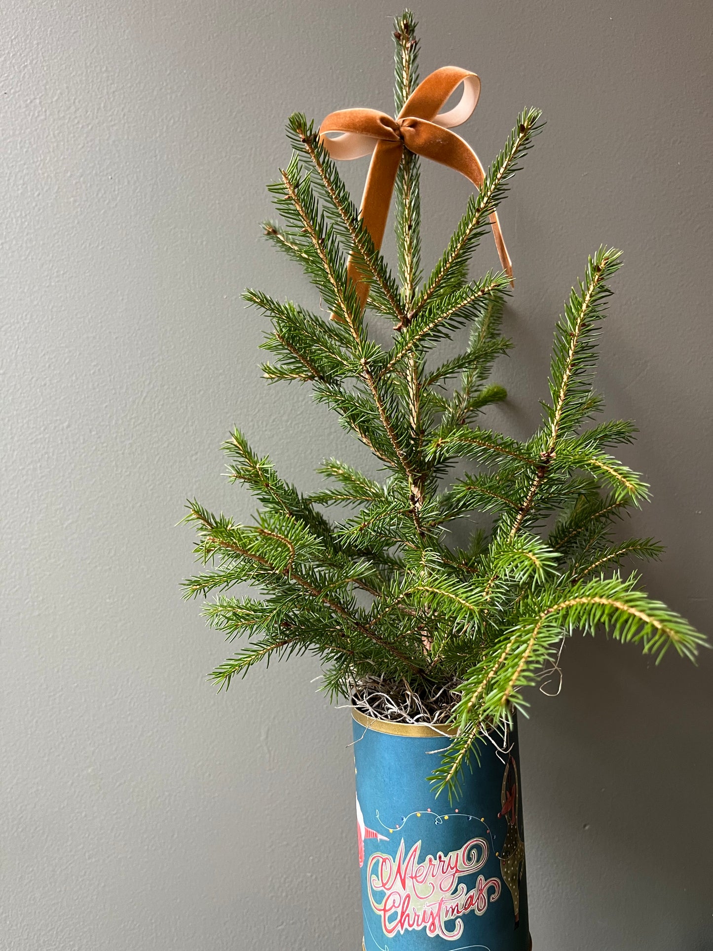Small Spruce Tree