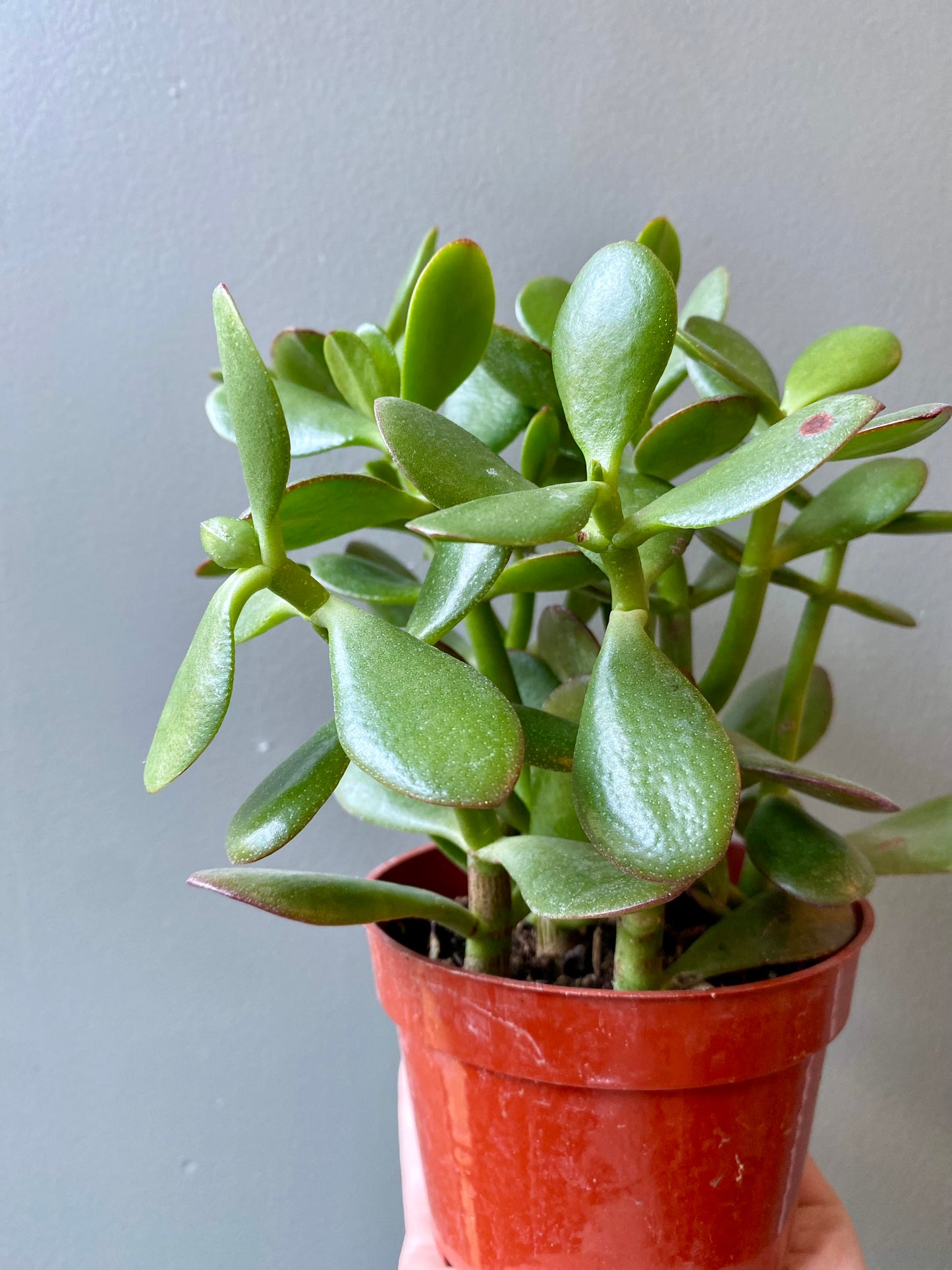 Jade Plant