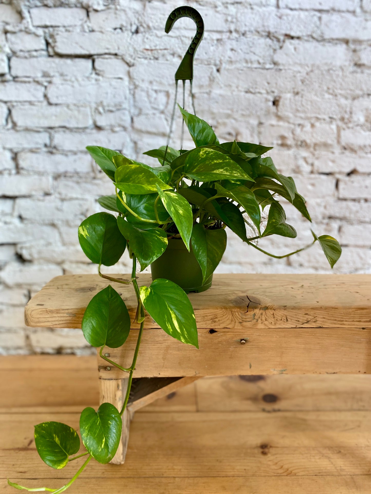 Marble Queen Pothos