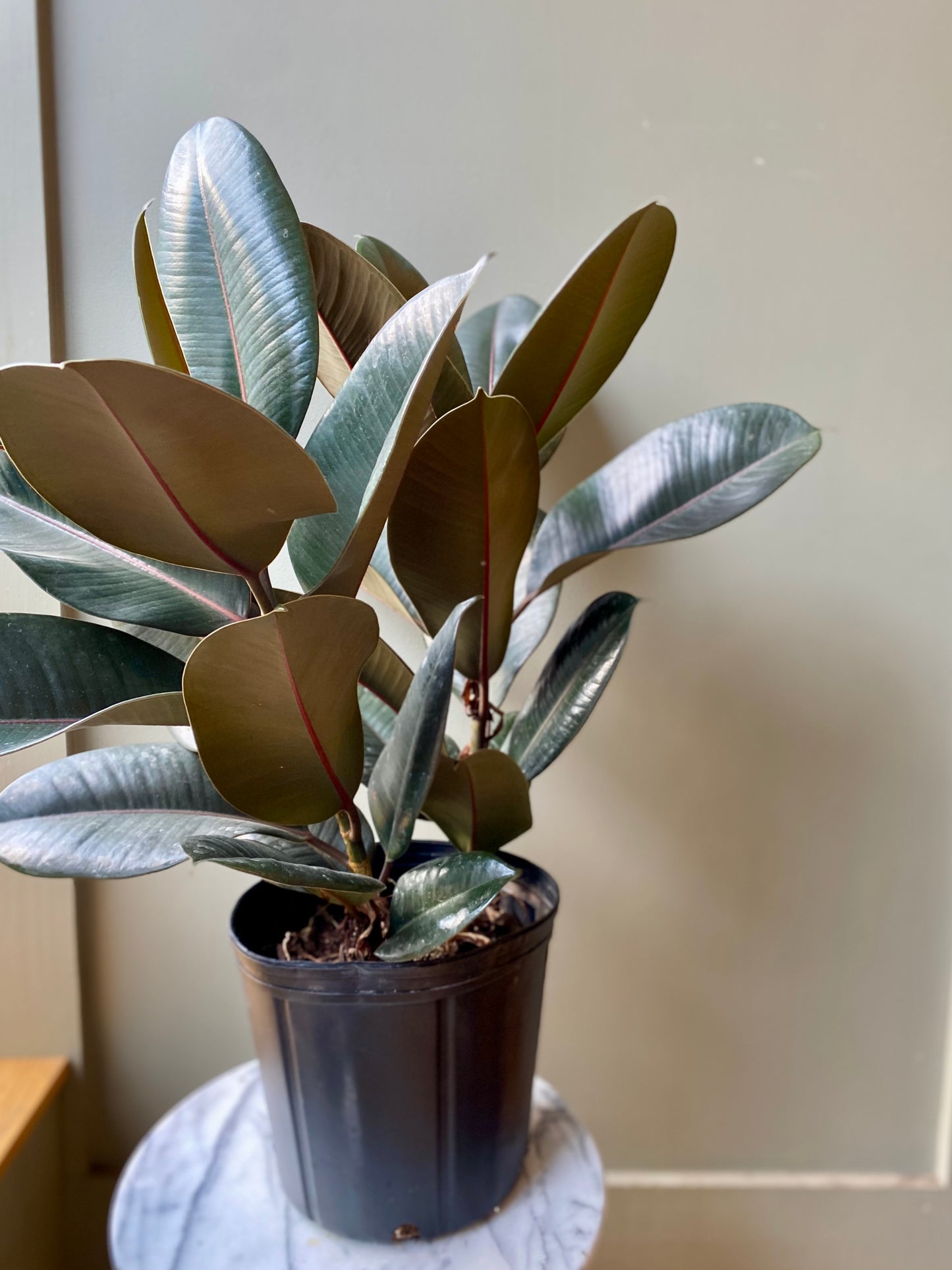 Rubber Tree