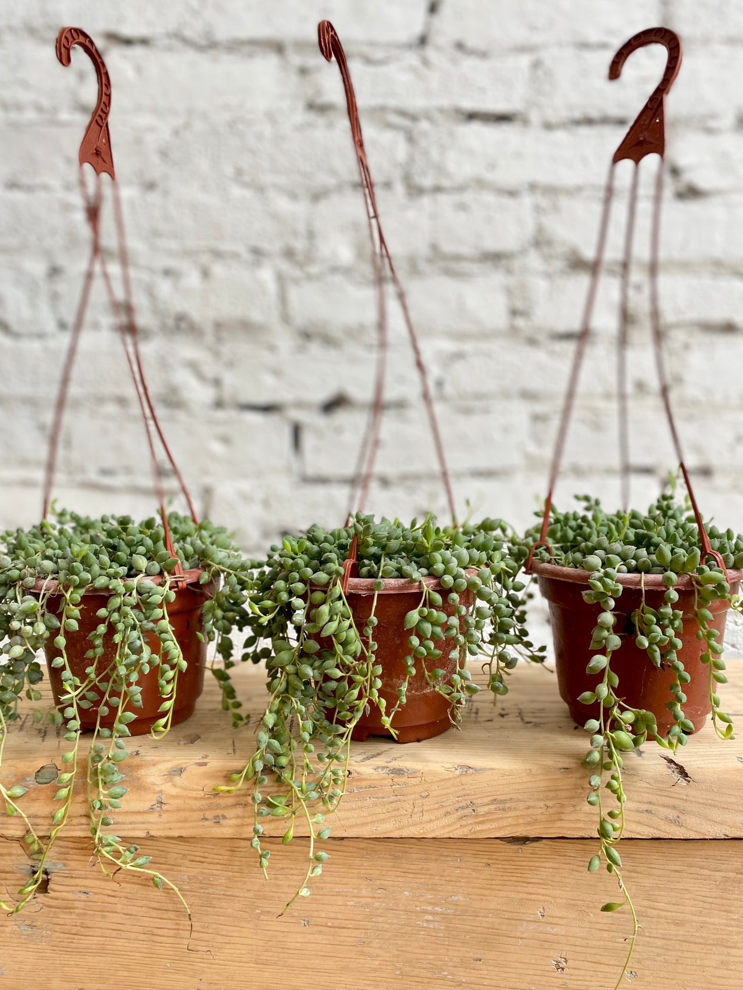 String of tears succulent