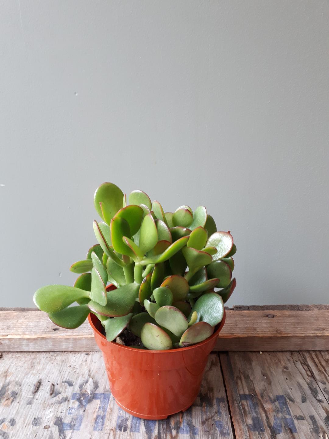 Jade
