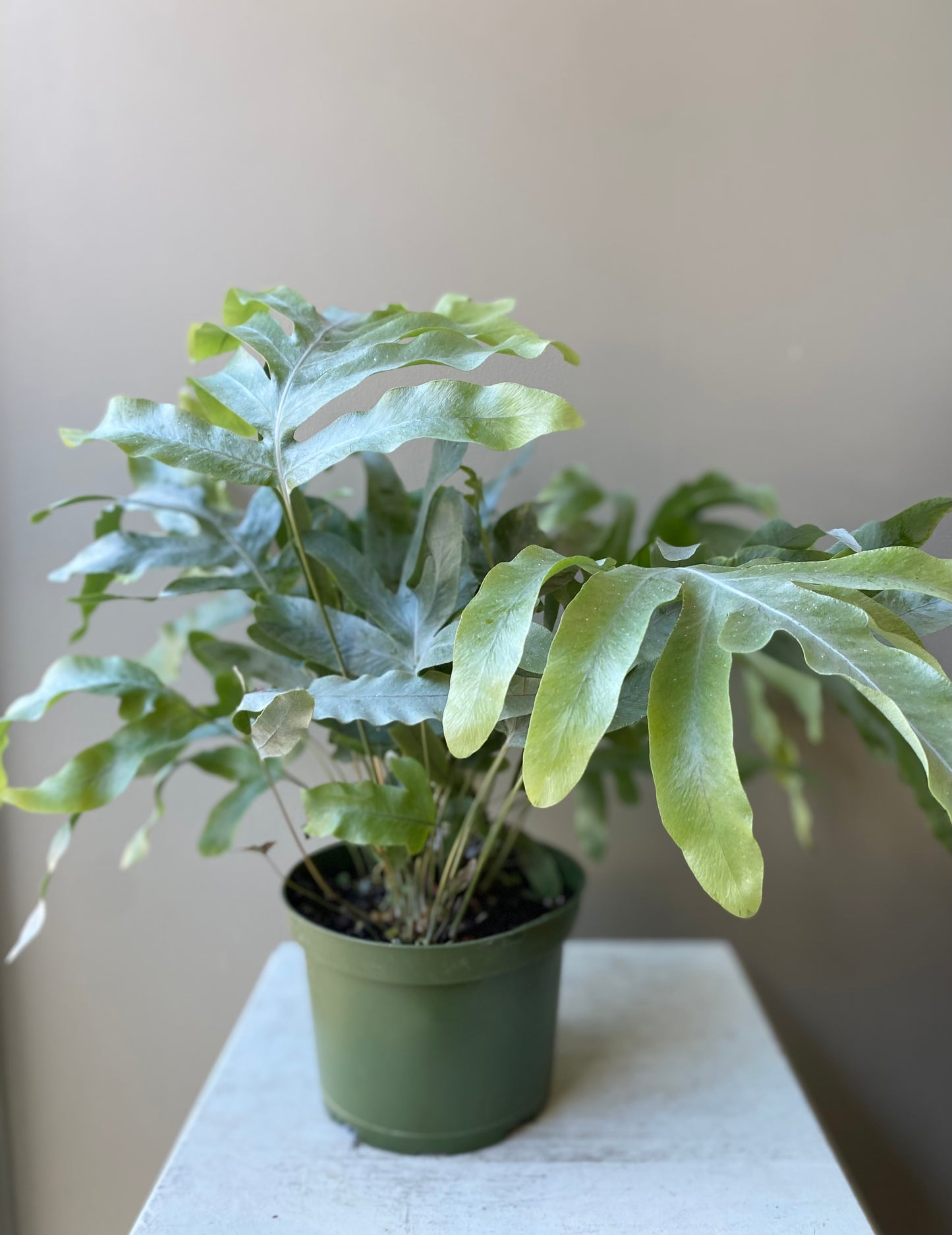 Blue star fern