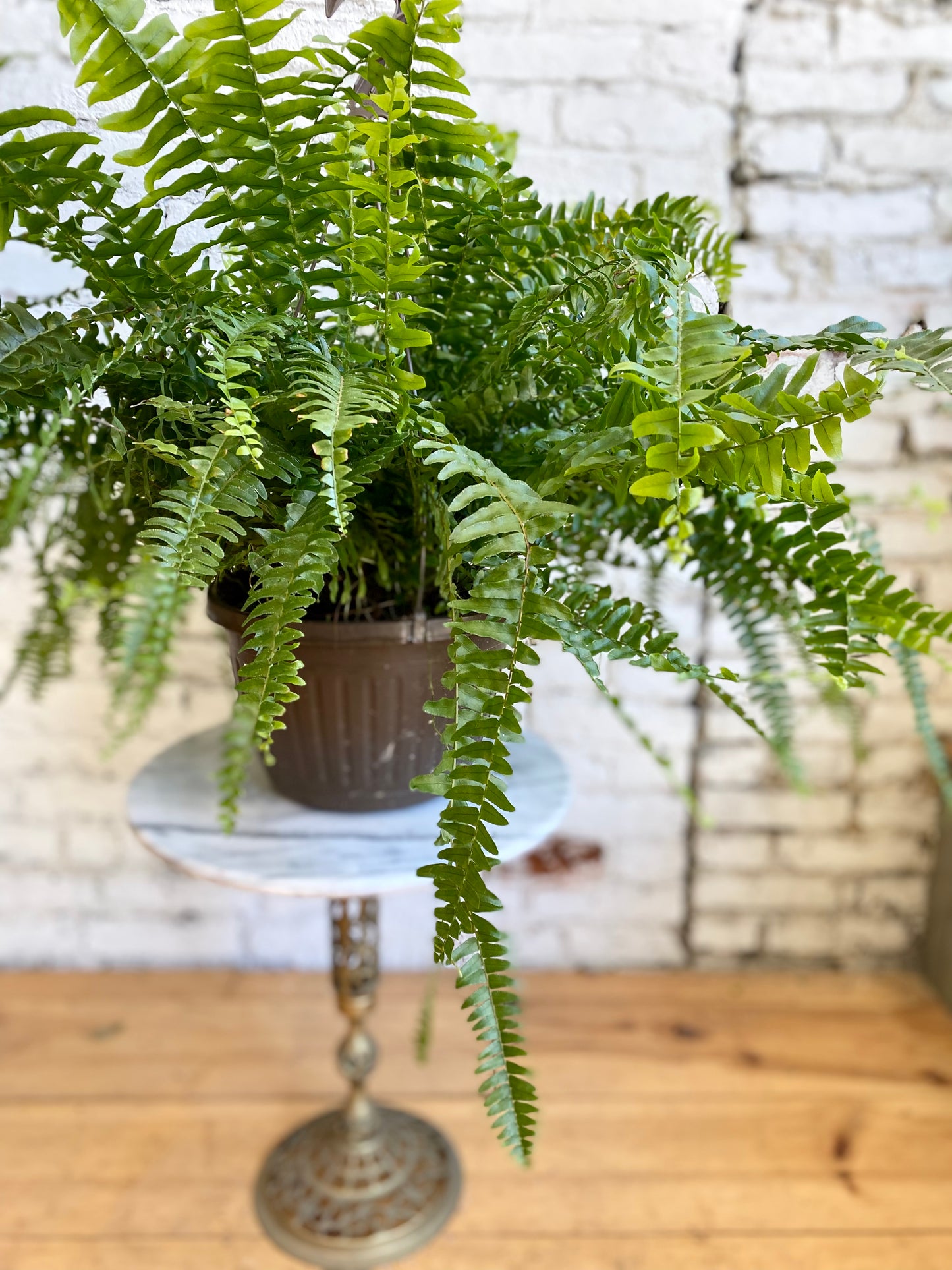 Boston Fern-10 inch pot