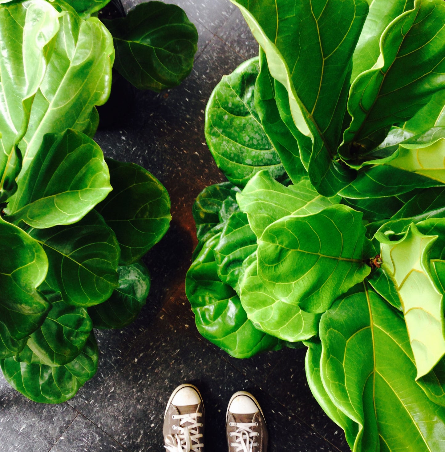 Fiddle Leaf Fig