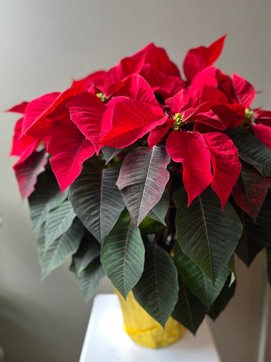 Large Poinsettia