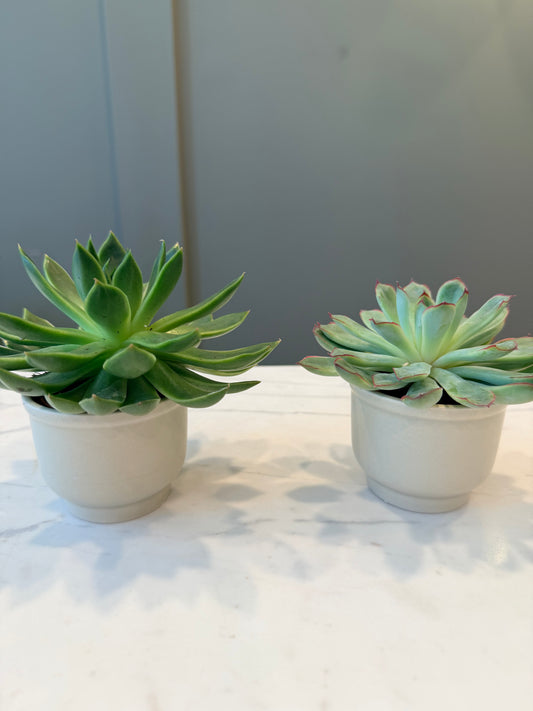 Mini Succulent Planter