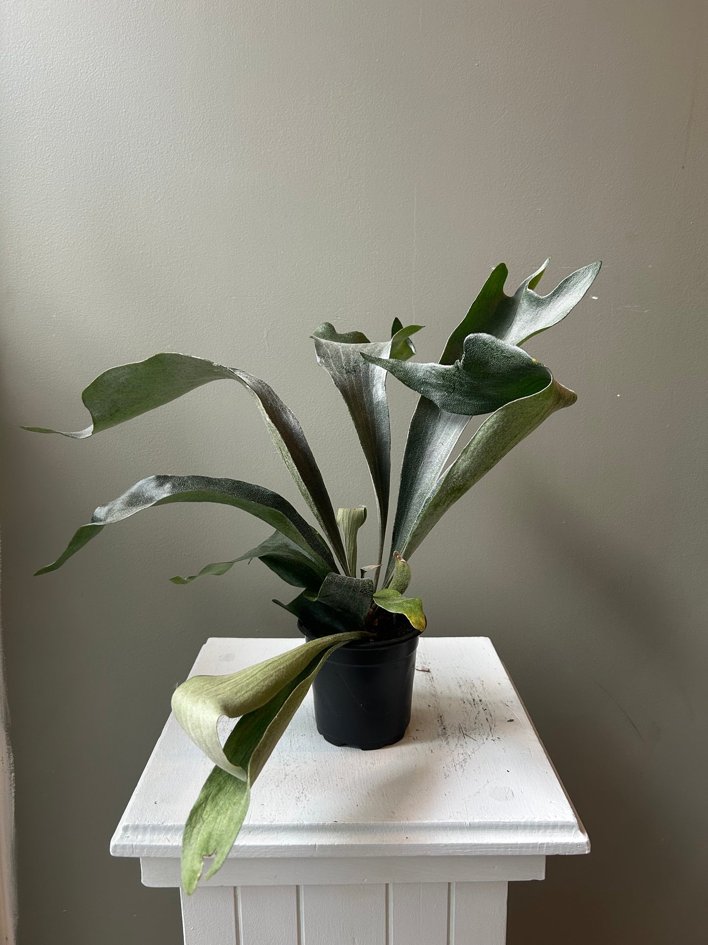 Staghorn Fern