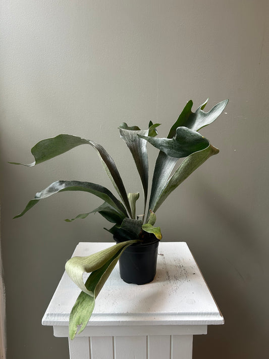 Staghorn Fern