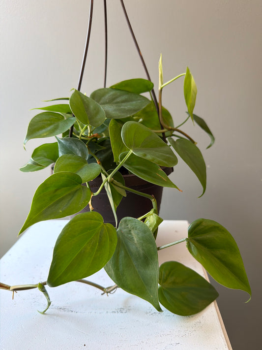 Heartleaf Philodendron