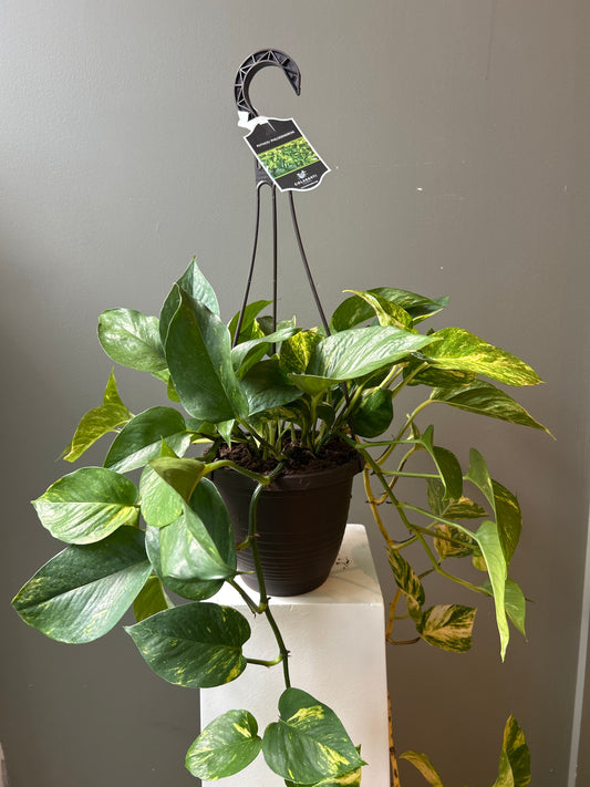 Golden Pothos