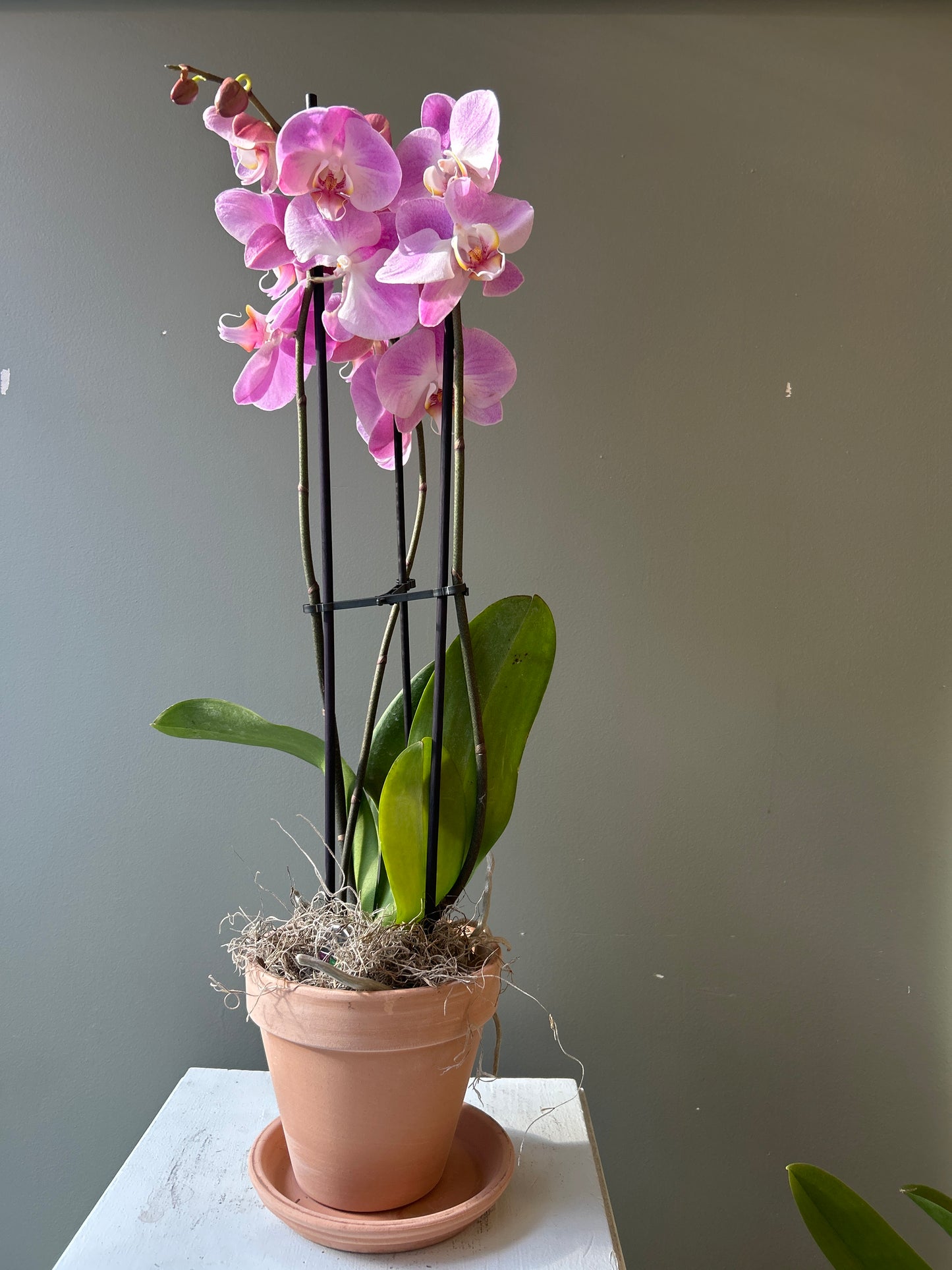 Orchid in pot