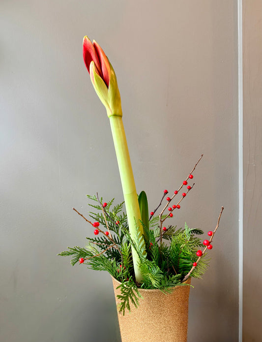 Red Amaryllis