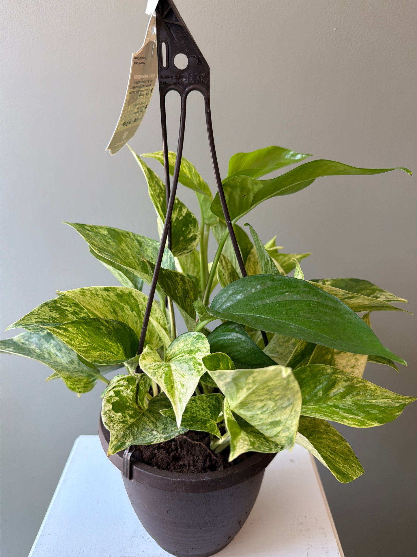 Marble Queen Pothos