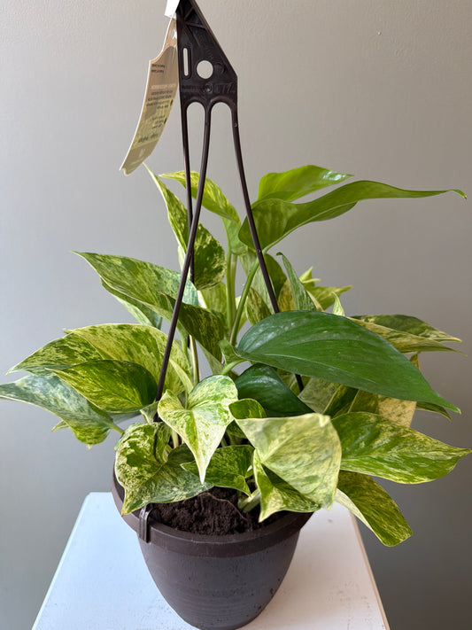 Marble Queen Pothos